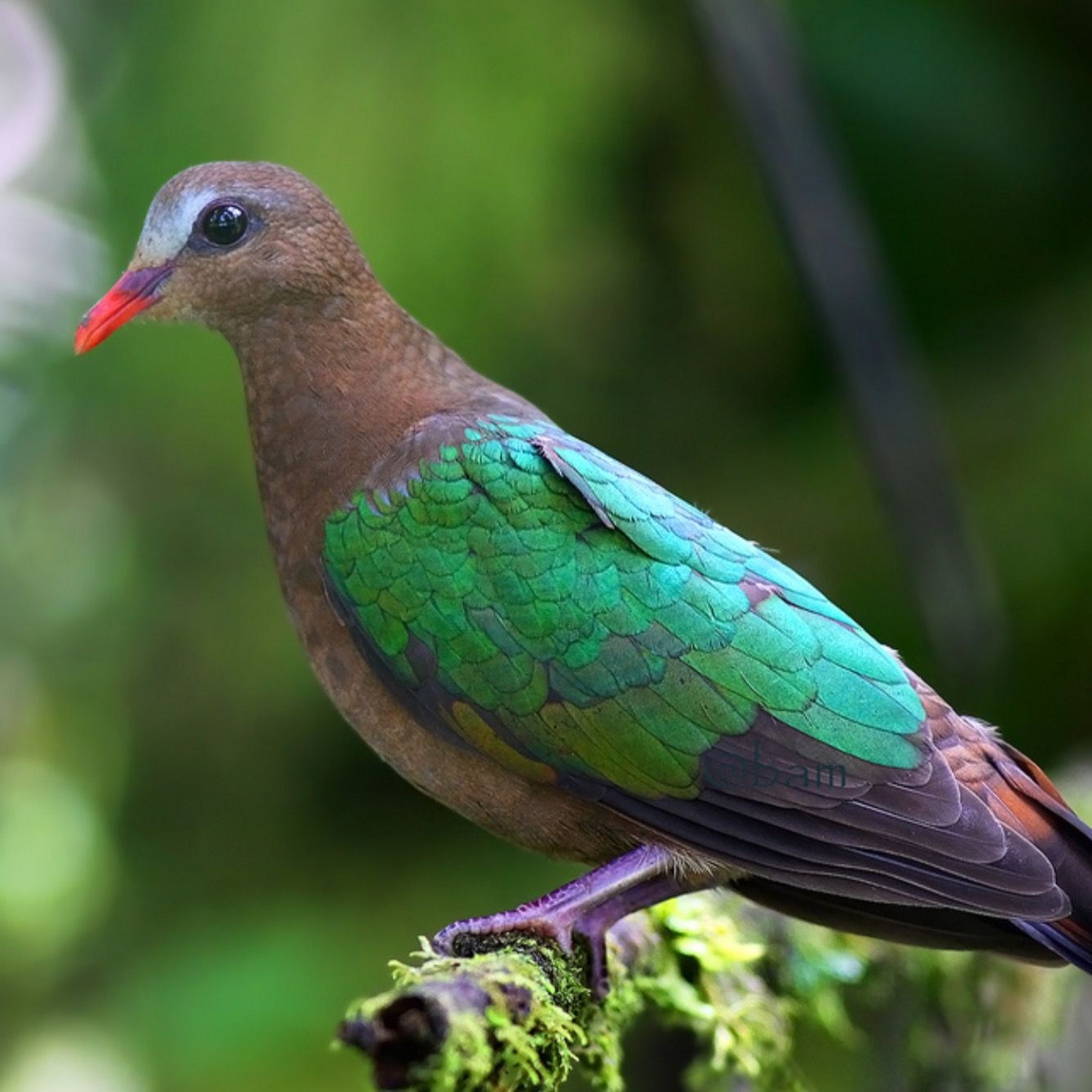 Мир попугаев — тропические птицы в зоопарке «Лесная Братва» Екатеринбург. Зоопарк уникальных животных Лесная братва
