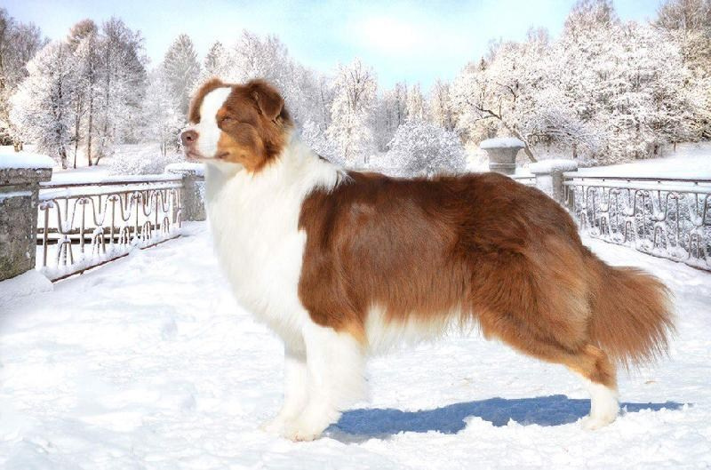 Нами. BLGKV питомник собак