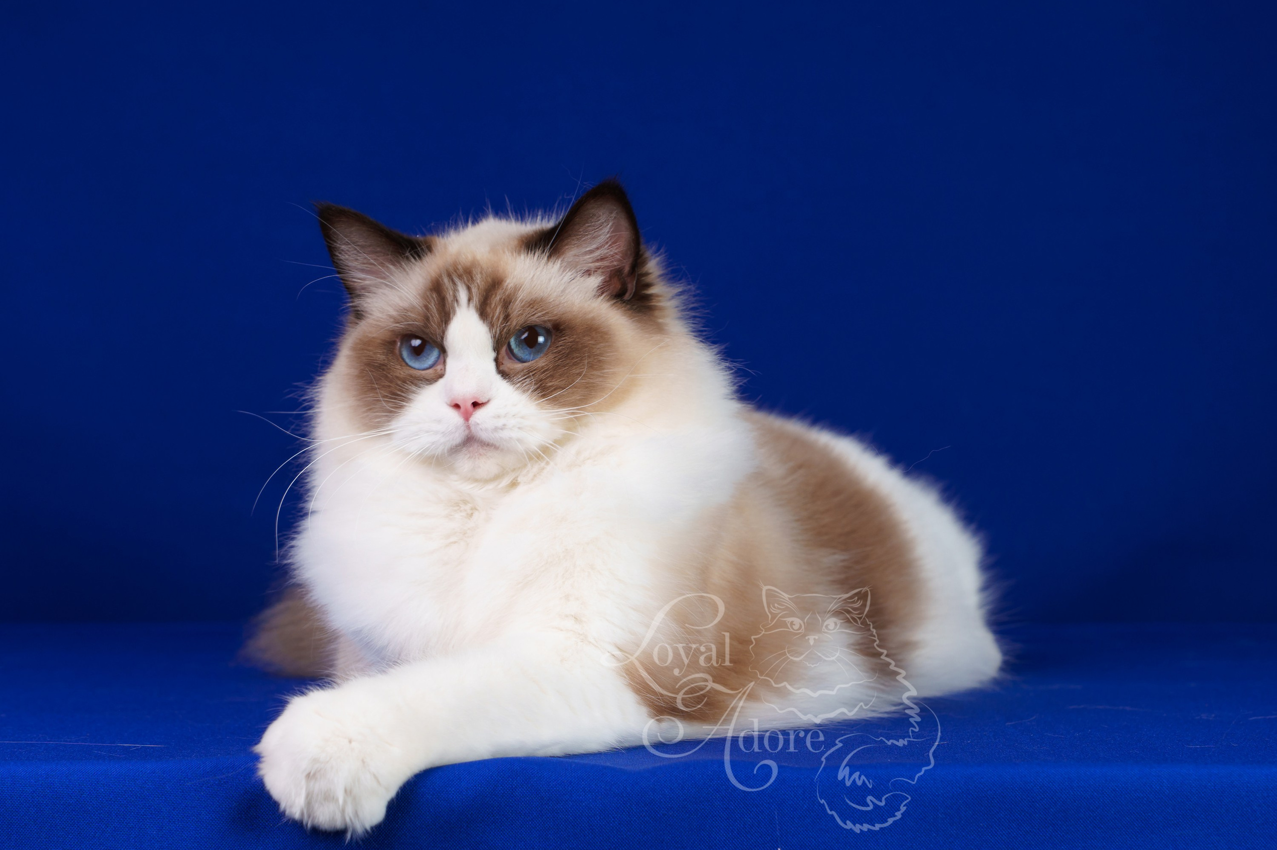 Кошки производители Loyal Adore. Питомник рэгдолл Loyal Adore