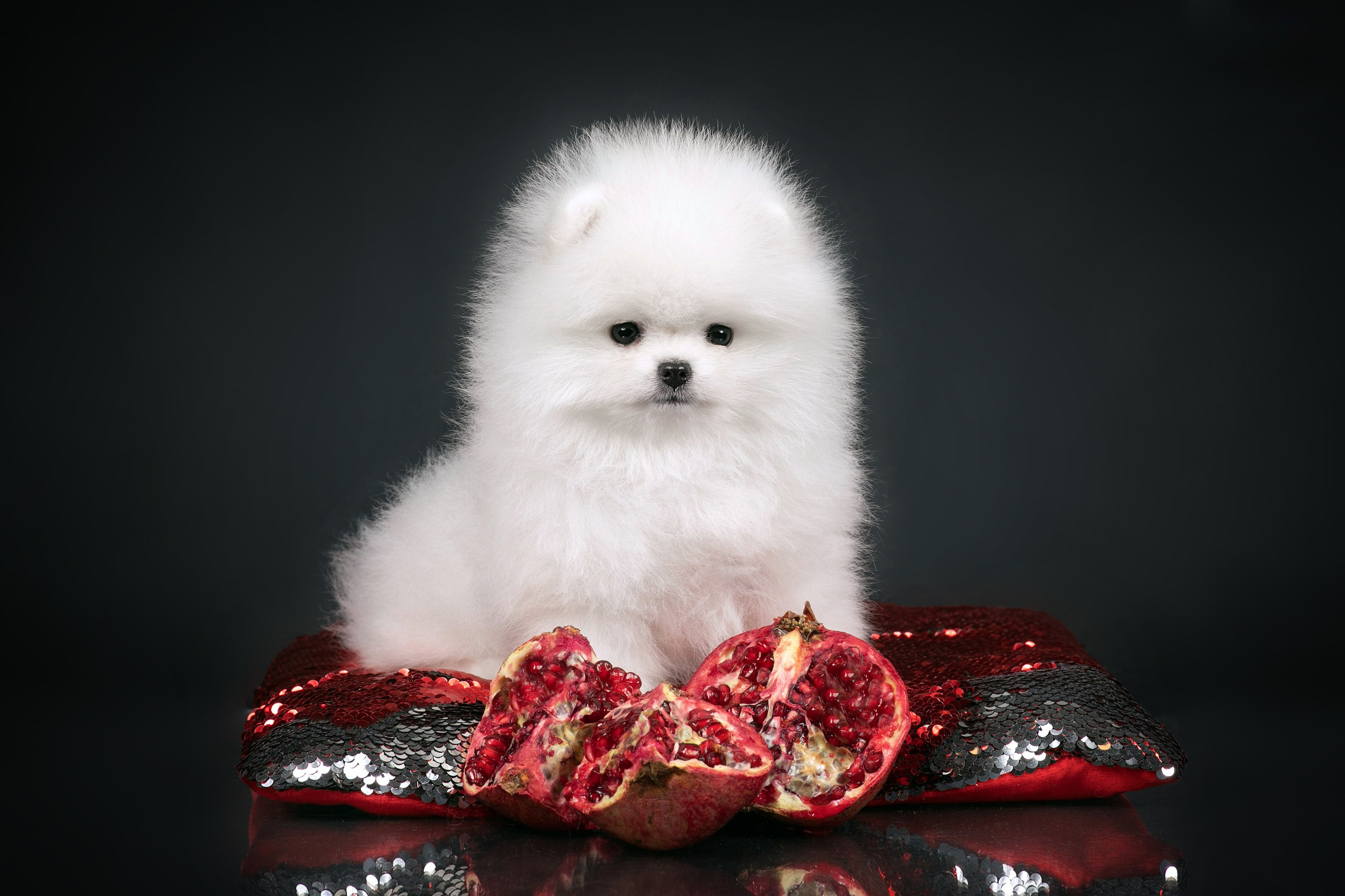 Фотограф-анималист в Омске Екатерина Маричева