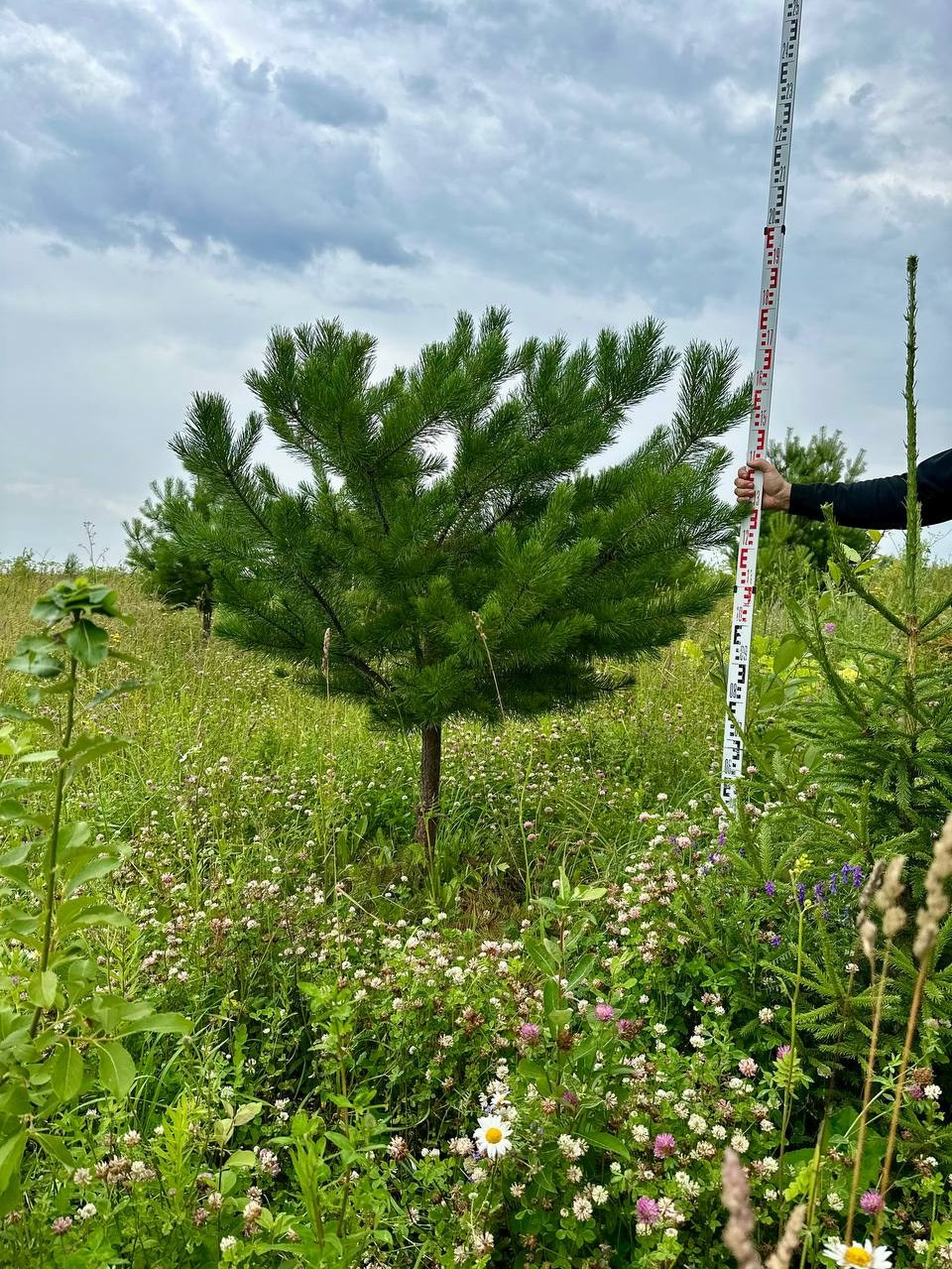 Крупномеры РФ