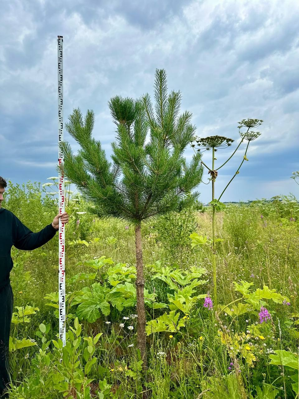 Крупномеры РФ