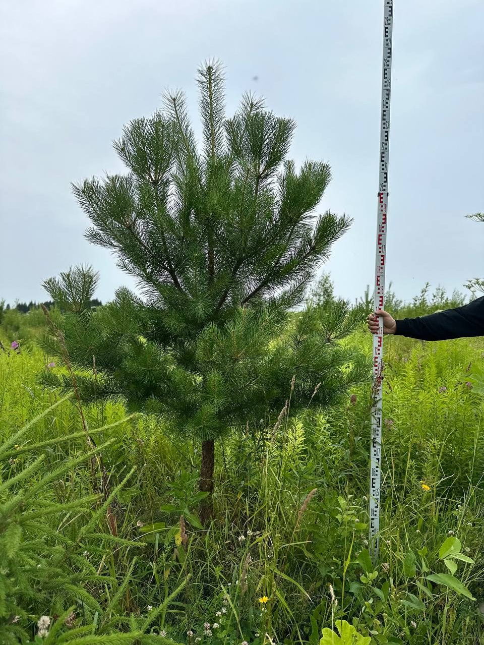 Крупномеры РФ