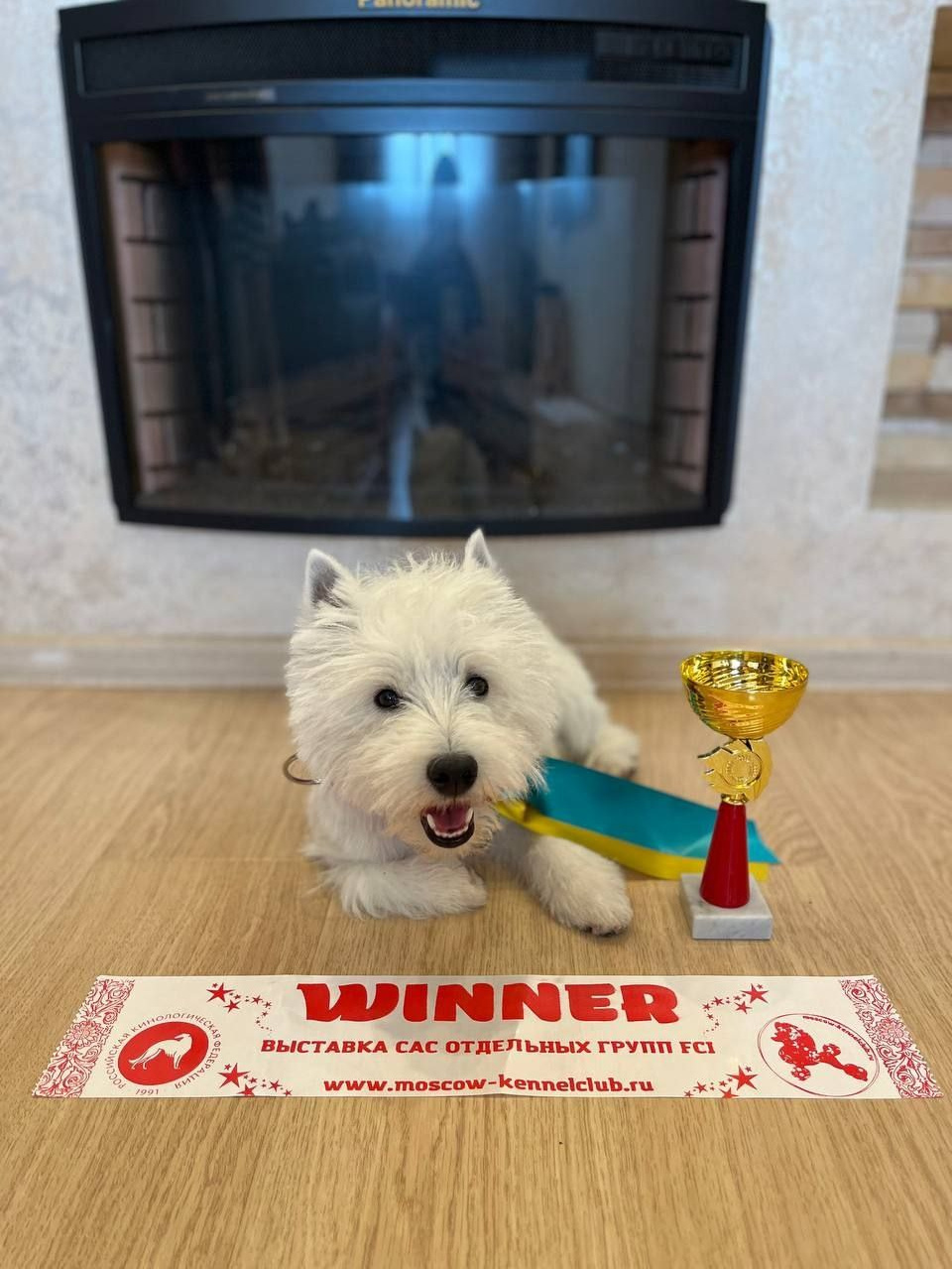 Выставка с международной экспертизой «Летний Кубок Москвы». Питомник собак породы вест хайленд вайт терьер в Москве