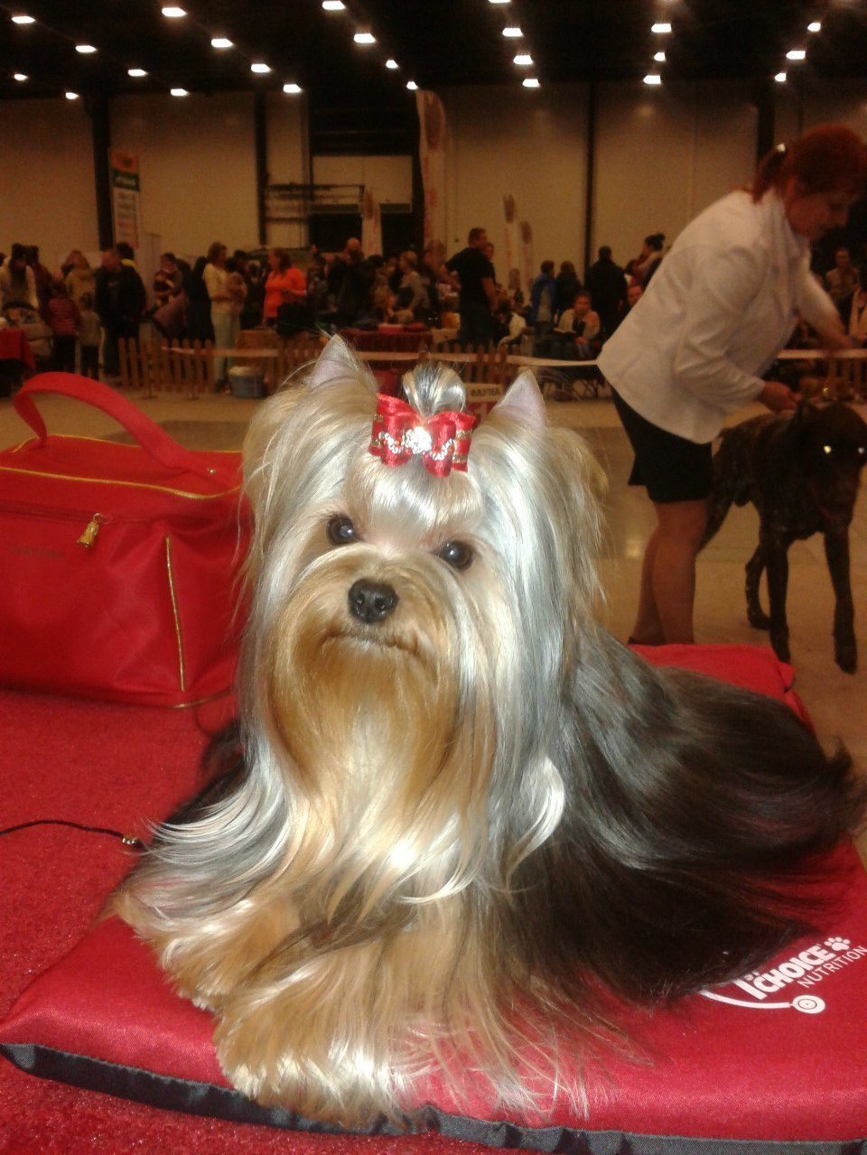 2015 г Результаты выставок. Питомник Йоркширских терьеров Дэнстайл в Санкт-Петербурге заводчик Тих