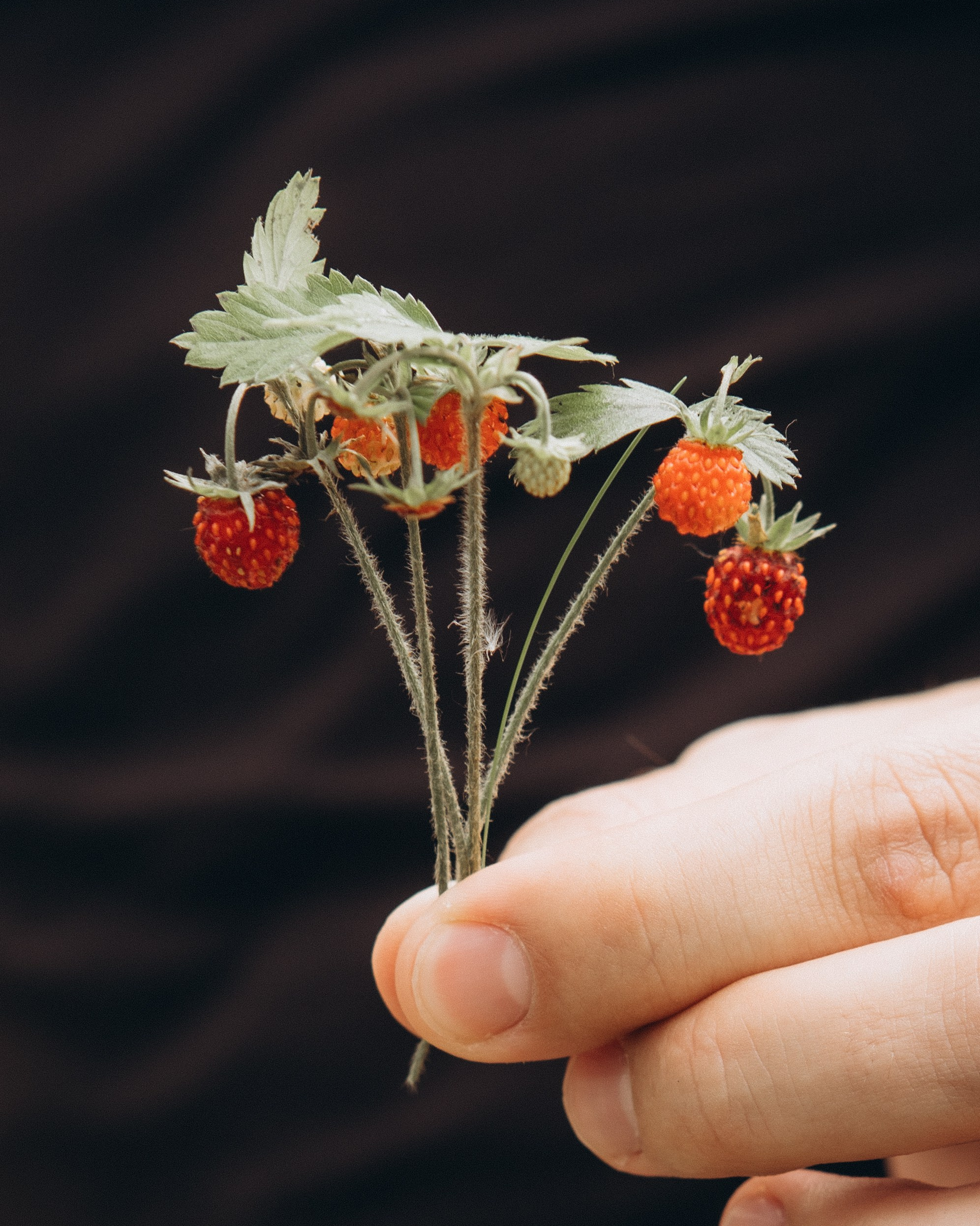 Услуги. Предметный фотограф и фотограф в стиле Lifestyle