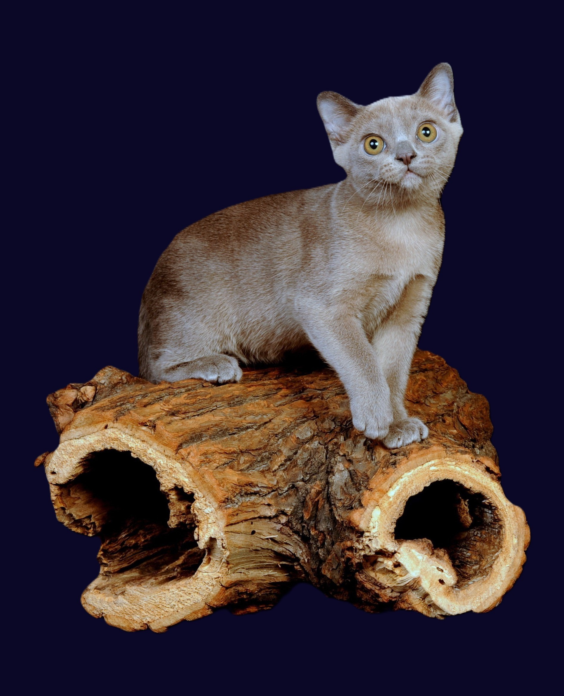 Котёнок американской бурмы. Las Burmas — питомник американской бурмы традиционных линий