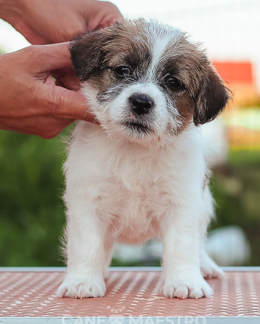 LITTER «В» 23/04/2026. CANE MAESTRO — kennel Jack Russell Terrier