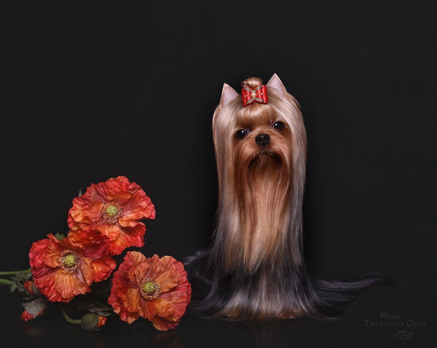 Дэнстайл Санта Лучия. Питомник Йоркширских терьеров Дэнстайл в Санкт-Петербурге заводчик Тих