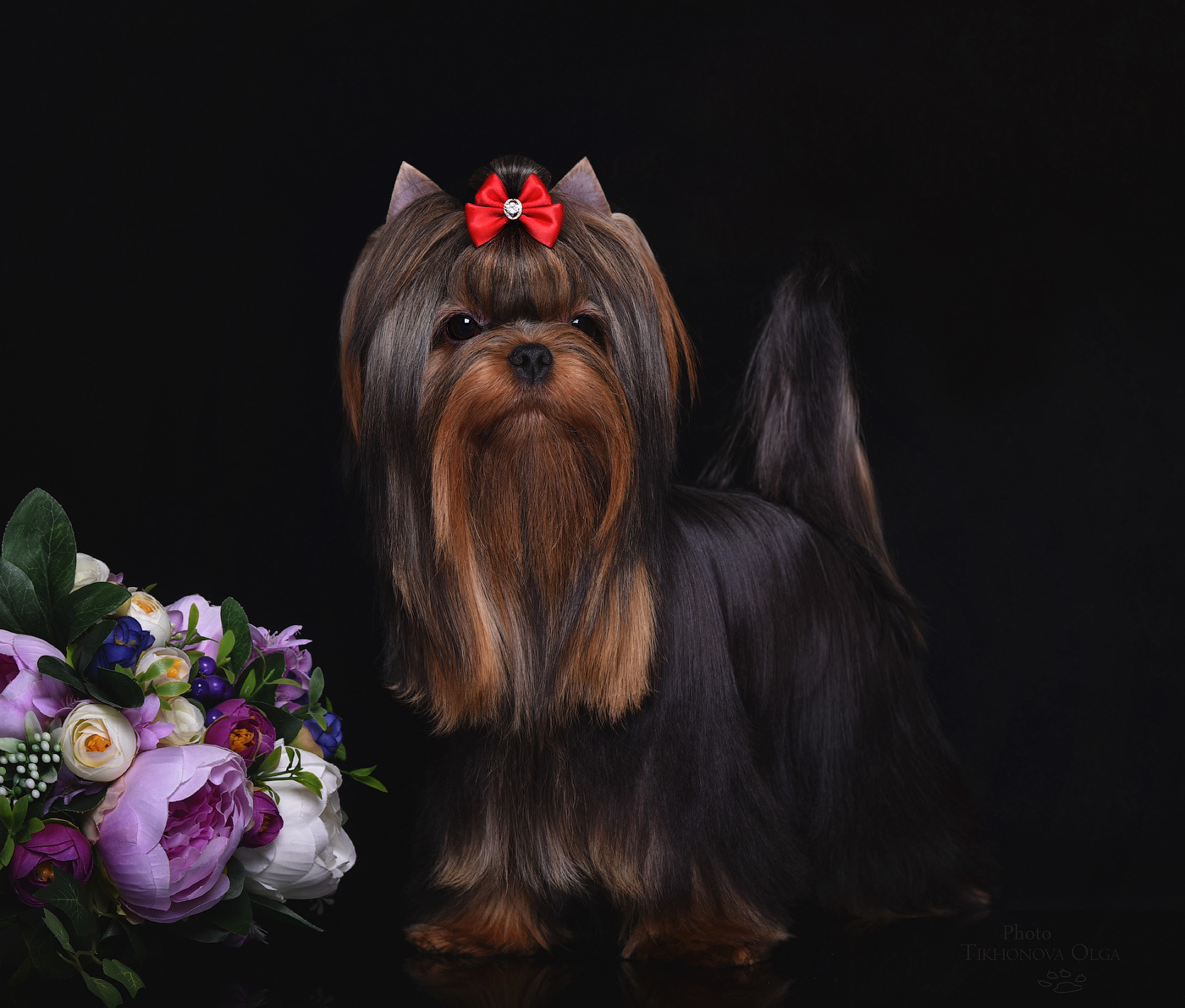 Дэнстайл Пиф. Питомник Йоркширских терьеров Дэнстайл в Санкт-Петербурге заводчик Тих