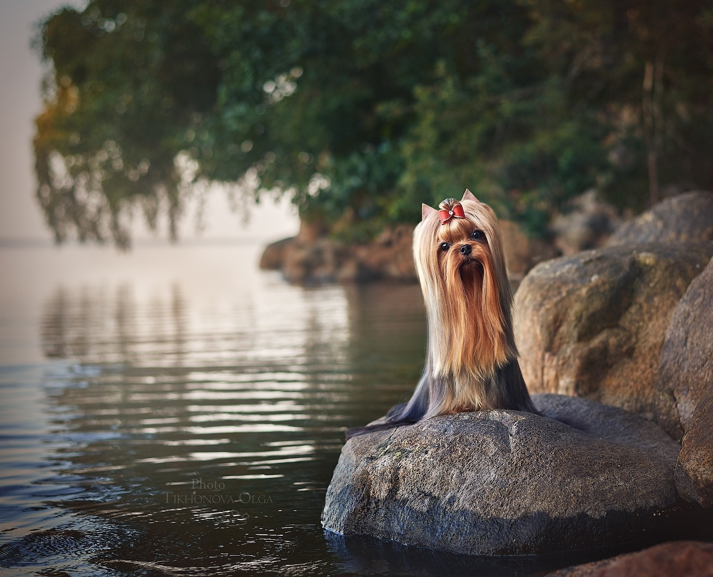 Дэнстайл Санта Лучия. Питомник Йоркширских терьеров Дэнстайл в Санкт-Петербурге заводчик Тих