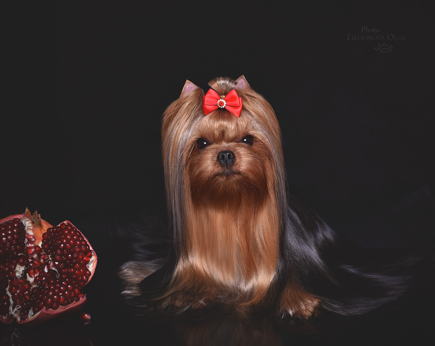 МИТТЭН СКАЙ ЗОИ САЛДАНА. Питомник Йоркширских терьеров Дэнстайл в Санкт-Петербурге заводчик Тих