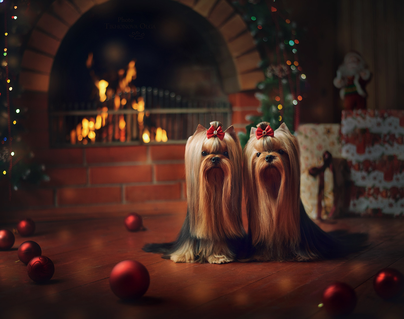 ДЭНСТАЙЛ СТЕФАНИЯ. Питомник Йоркширских терьеров Дэнстайл в Санкт-Петербурге заводчик Тих