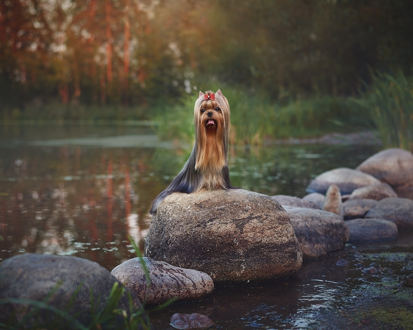 Дэнстайл Санта Лучия. Питомник Йоркширских терьеров Дэнстайл в Санкт-Петербурге заводчик Тих