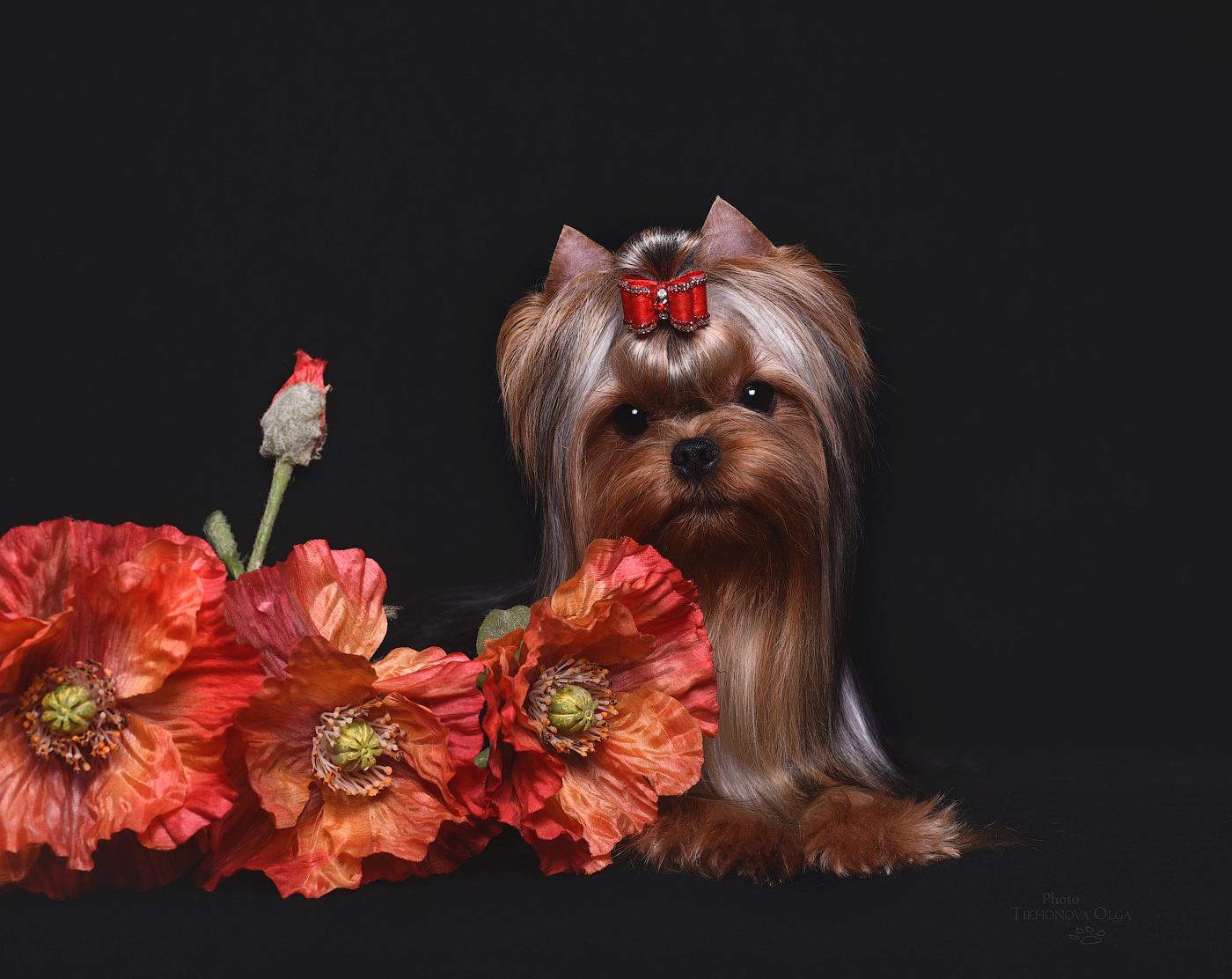 ДЭНСТАЙЛ ТИФАНИЯ. Питомник Йоркширских терьеров Дэнстайл в Санкт-Петербурге заводчик Тих