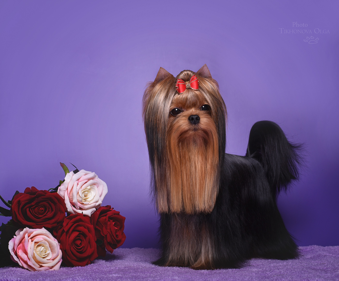 STEEL STAR BOSS HUGO BOSS. Питомник Йоркширских терьеров Дэнстайл в Санкт-Петербурге заводчик Тих