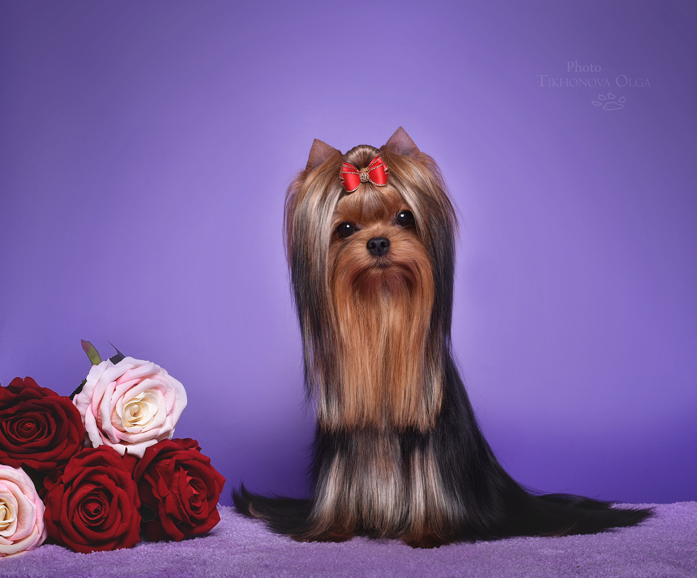 STEEL STAR BOSS HUGO BOSS. Питомник Йоркширских терьеров Дэнстайл в Санкт-Петербурге заводчик Тих