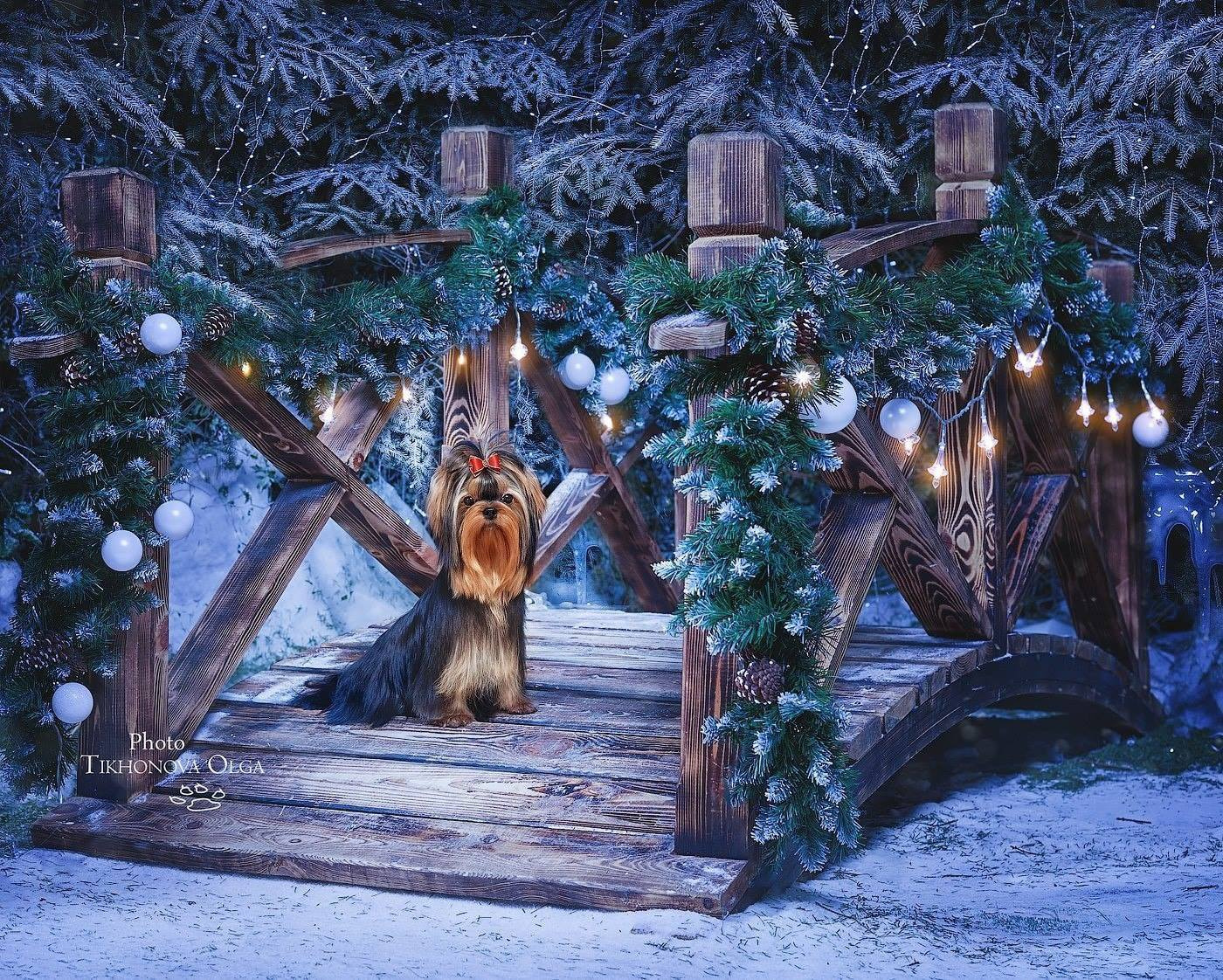 ДЭНСТАЙЛ ЯНА. Питомник Йоркширских терьеров Дэнстайл в Санкт-Петербурге заводчик Тих