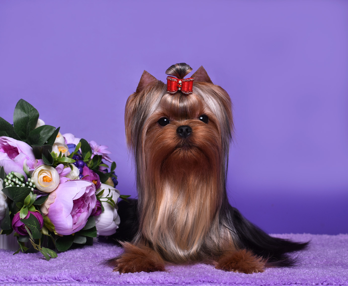 ДЭНСТАЙЛ ТИФАНИЯ. Питомник Йоркширских терьеров Дэнстайл в Санкт-Петербурге заводчик Тих