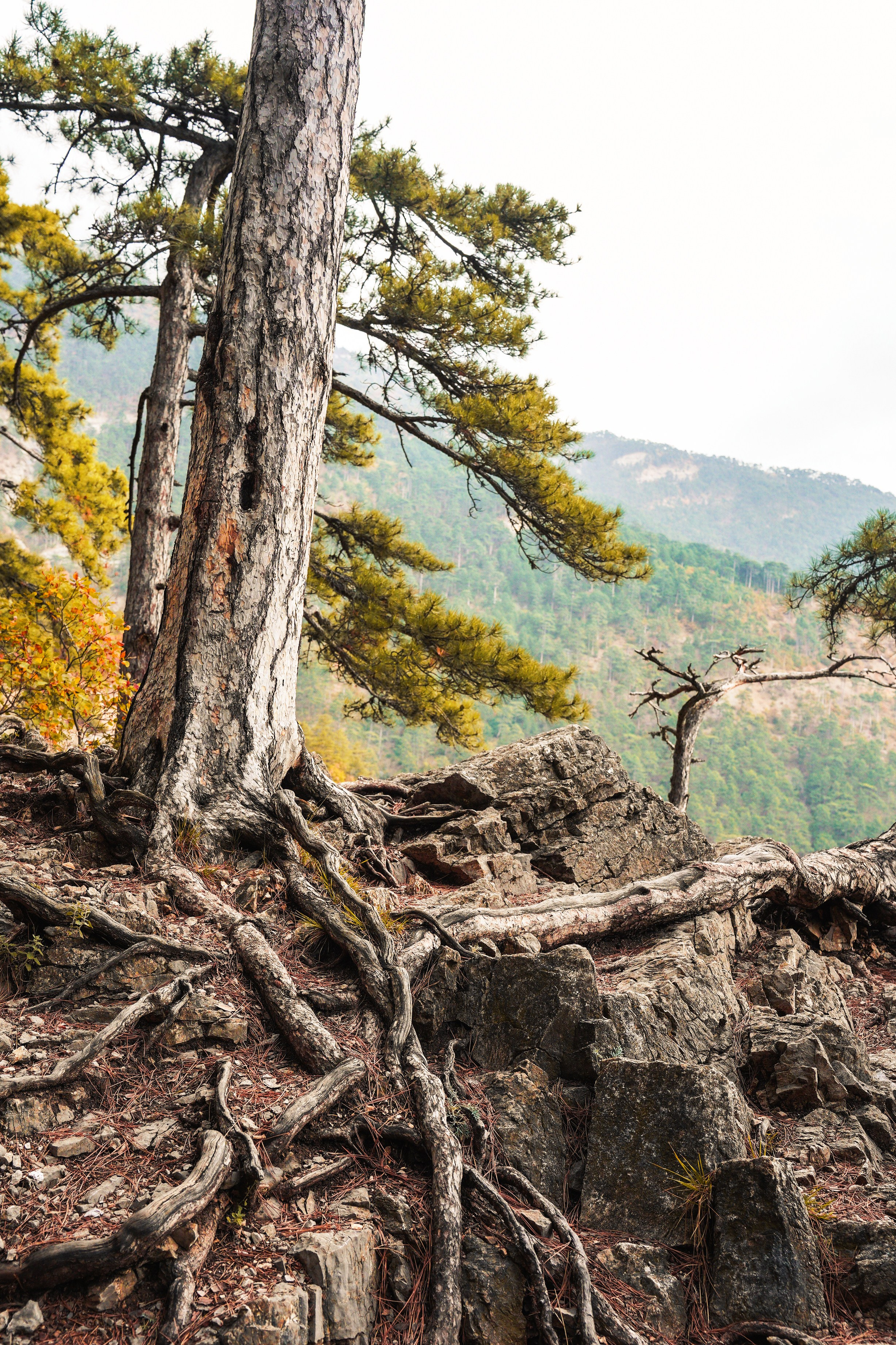 Боткинская тропа. Фотограф из Москвы — DASHA NOVA | Авторская фотография в разных жанрах