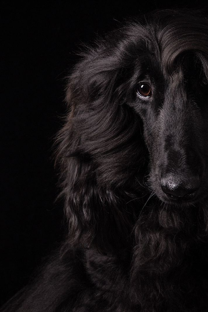 Приглашаю на студийные фото дни в феврале!. Фотограф-анималист Natalia Deingel | Фотосъемка собак в Москве