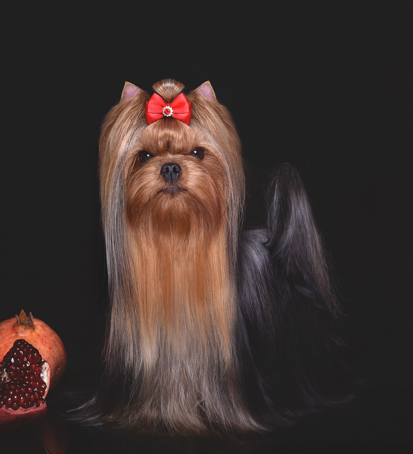 МИТТЭН СКАЙ ЗОИ САЛДАНА. Питомник Йоркширских терьеров Дэнстайл в Санкт-Петербурге заводчик Тих