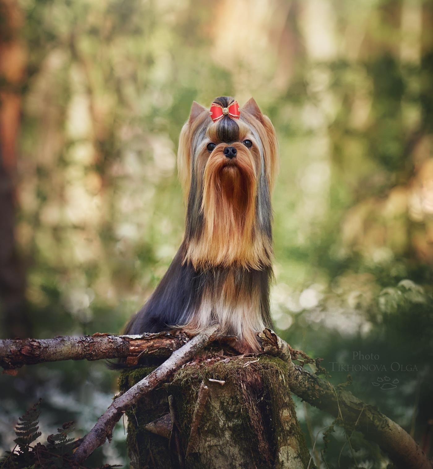 ДЭНСТАЙЛ ЯНА. Питомник Йоркширских терьеров Дэнстайл в Санкт-Петербурге заводчик Тих