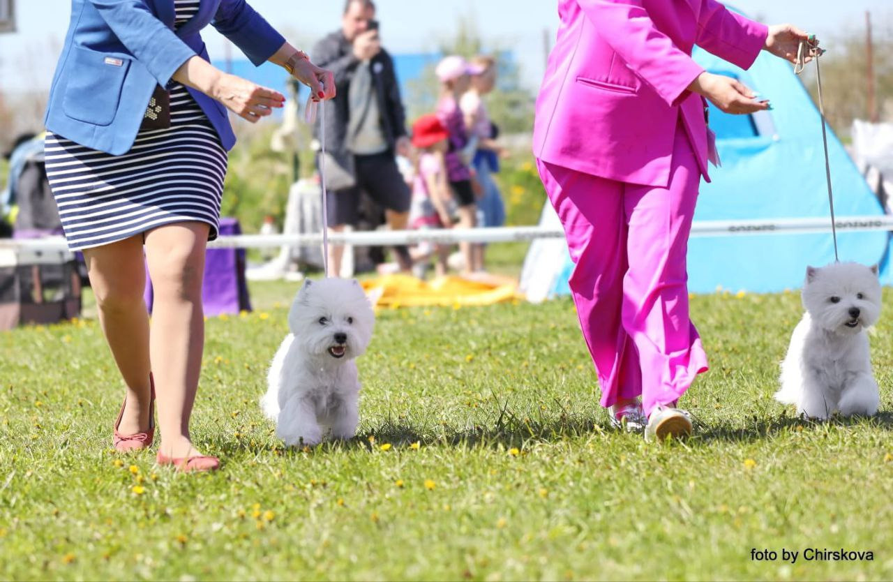 Новости питомника собак. Питомник собак породы вест хайленд вайт терьер в Москве