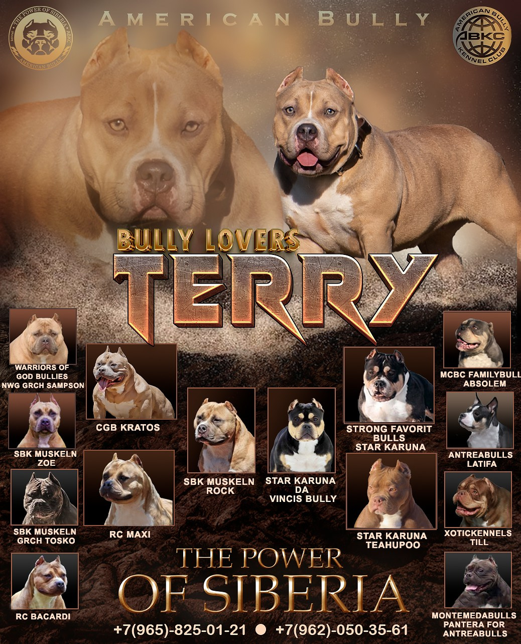 кобель на вязку Американский булли в Астрахани