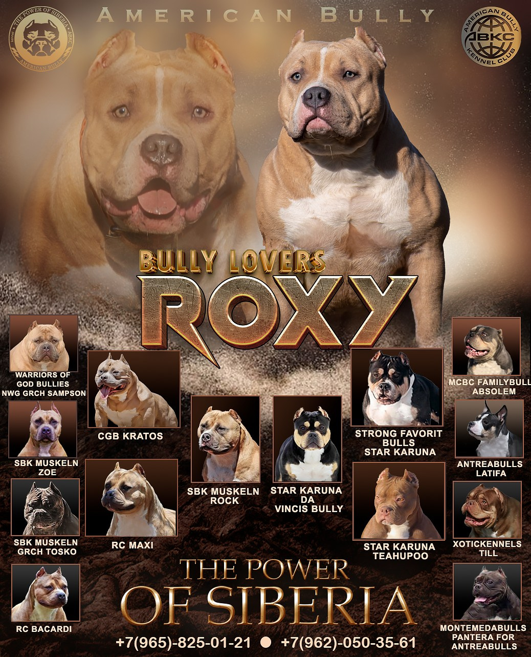 купить щенка American Bully в Пензе