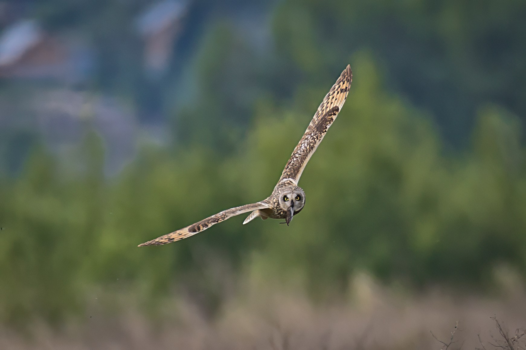 35 Awards «Дикий животный мир: Птицы». Photomantis