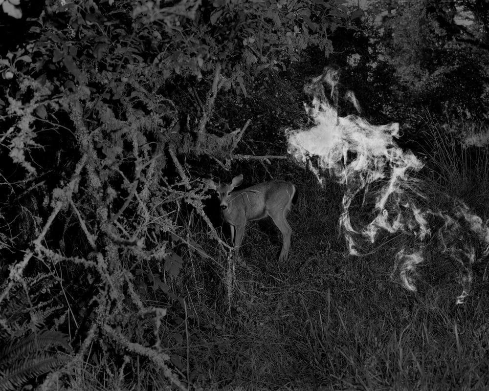 ФОТОКНИГА КАК ДИСЦИПЛИНА: (НЕ) СТРЕМИТЕЛЬНОЕ РАЗВИТИЕ. Самоорганизация Низина