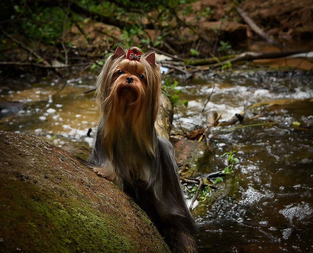 Дэнстайл Хуч. Питомник Йоркширских терьеров Дэнстайл в Санкт-Петербурге заводчик Тих
