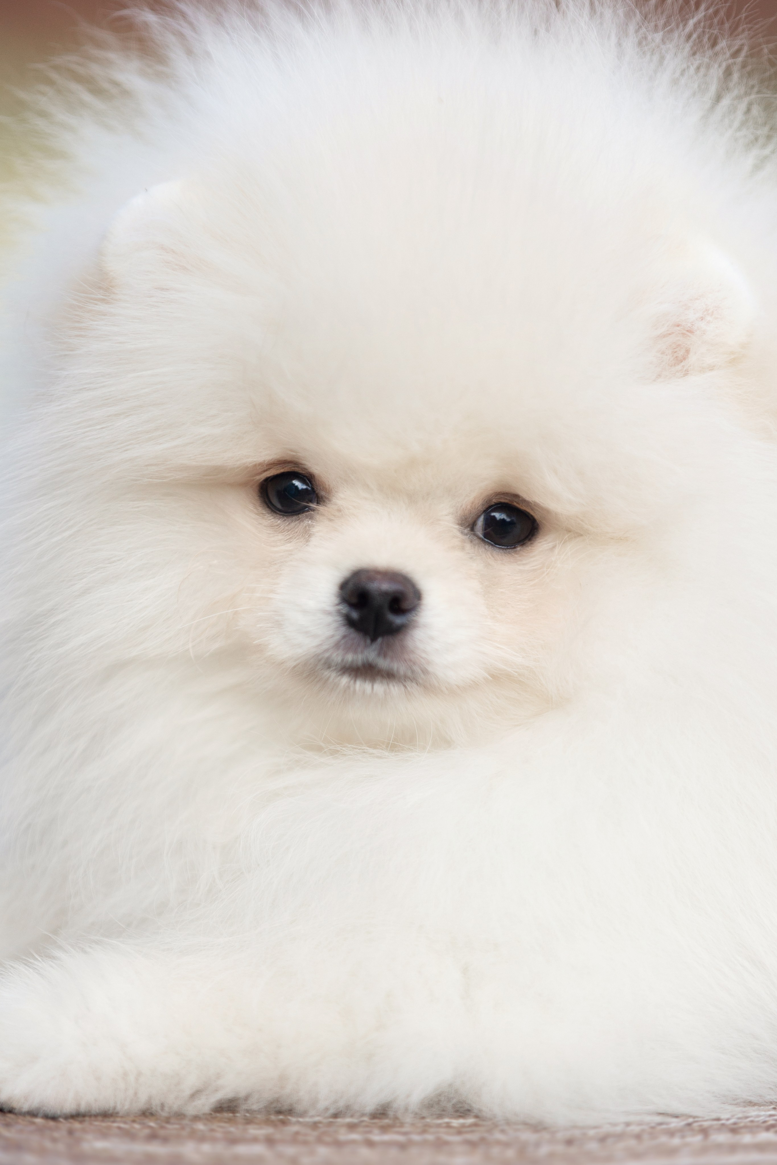 Индивидуальные/семейные/анималистика. Конный фотограф Валынкина Лера