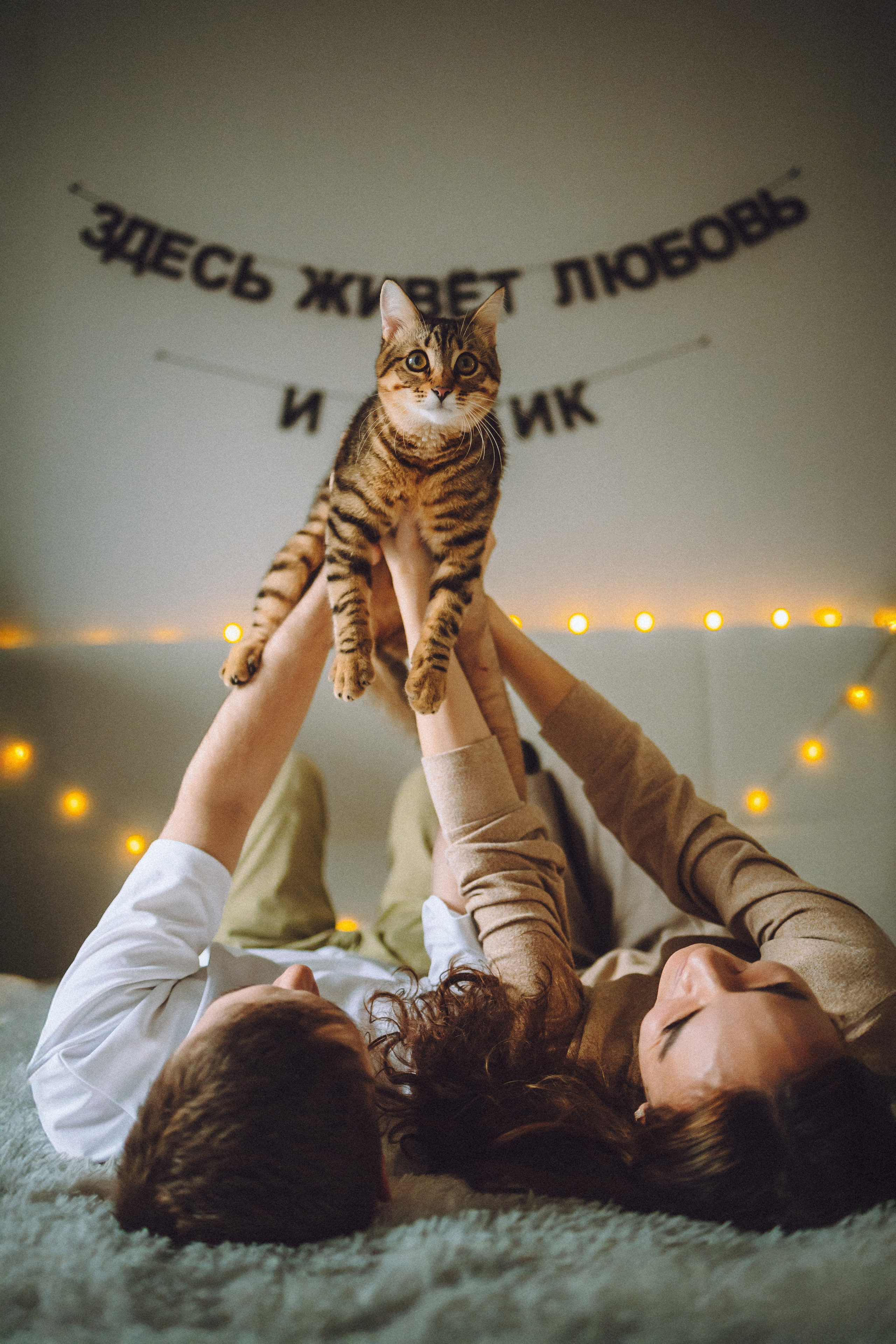 Фотосессия с кошкой: дома или в студии?. Семейный фотограф животных, анималист в Москве Екатерина Киреева