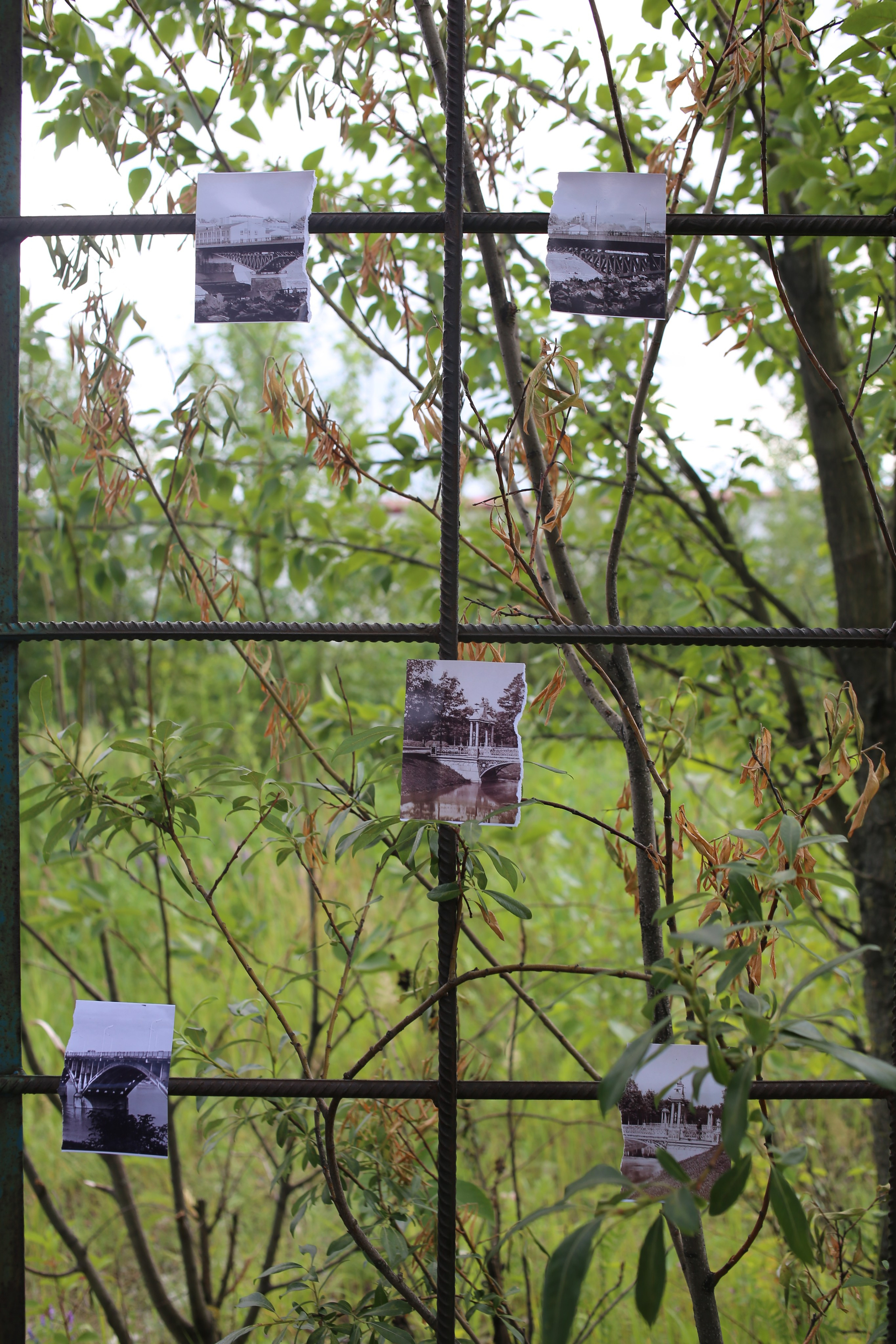 Митоз Андрей Шепель 29.06.2024