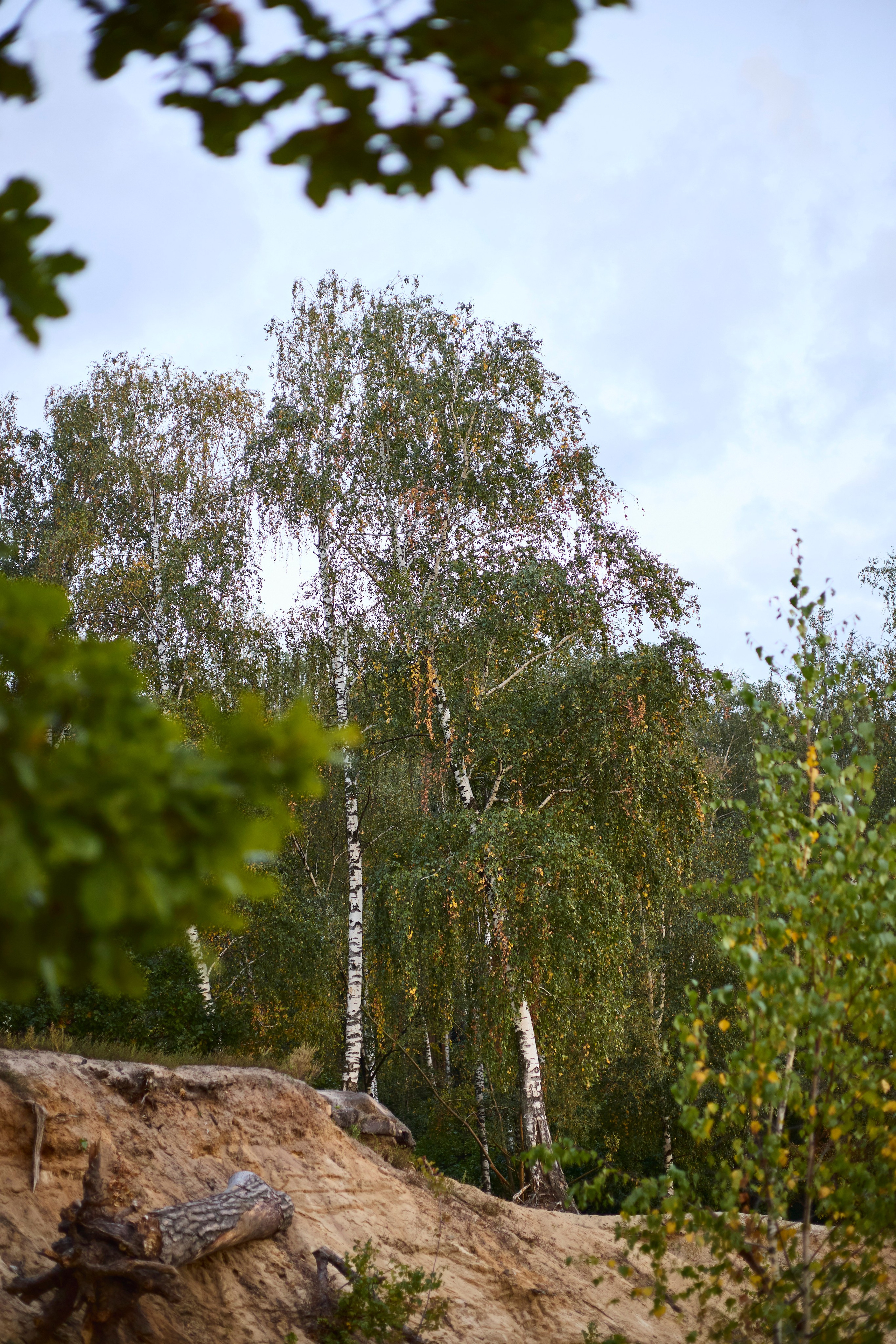 Люблю брать с собой фотоаппарат на прогулки в лесу или на природе. Осенью особое настроение в природе...ну вы знаете.