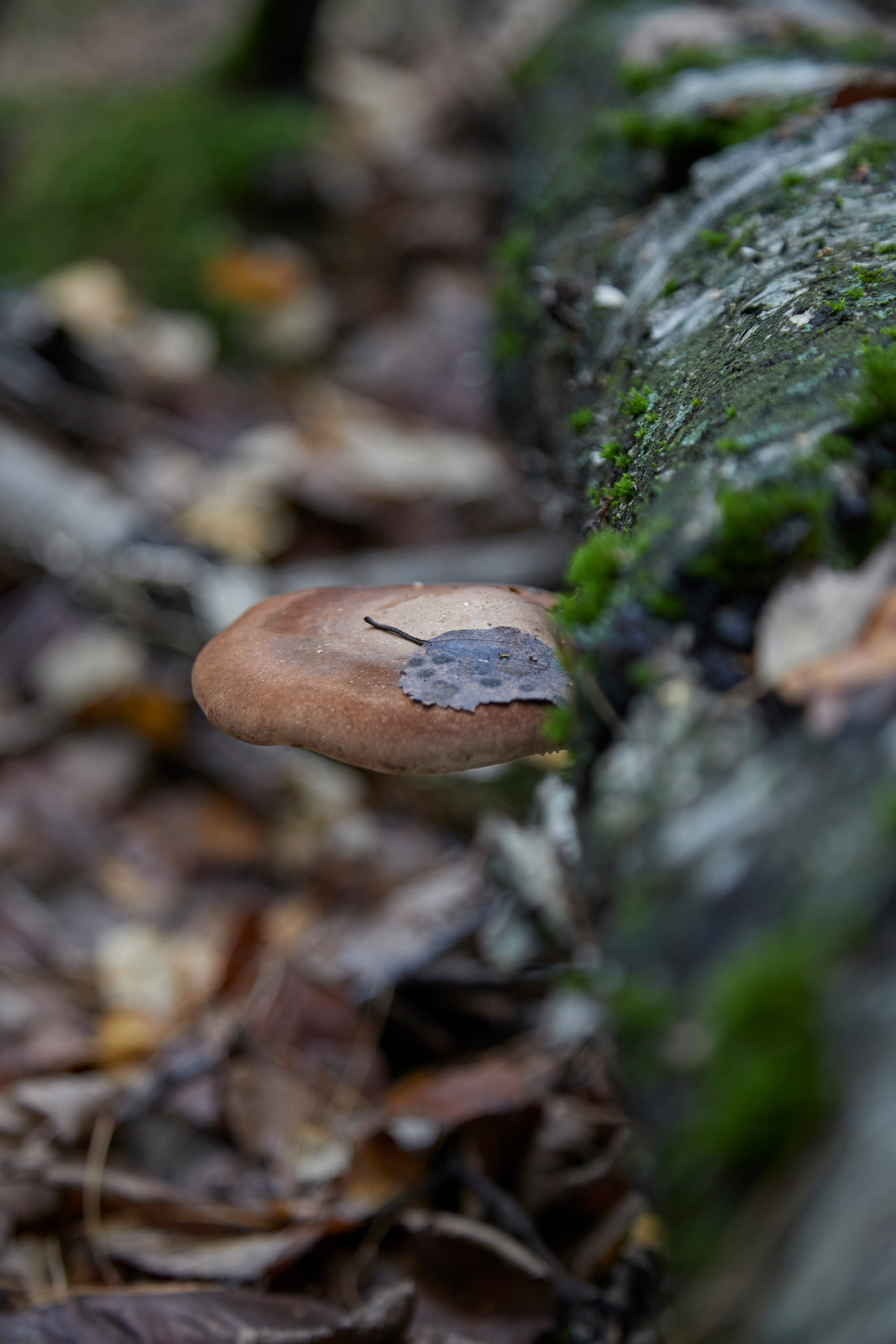 Люблю брать с собой фотоаппарат на прогулки в лесу или на природе. Осенью особое настроение в природе...ну вы знаете.