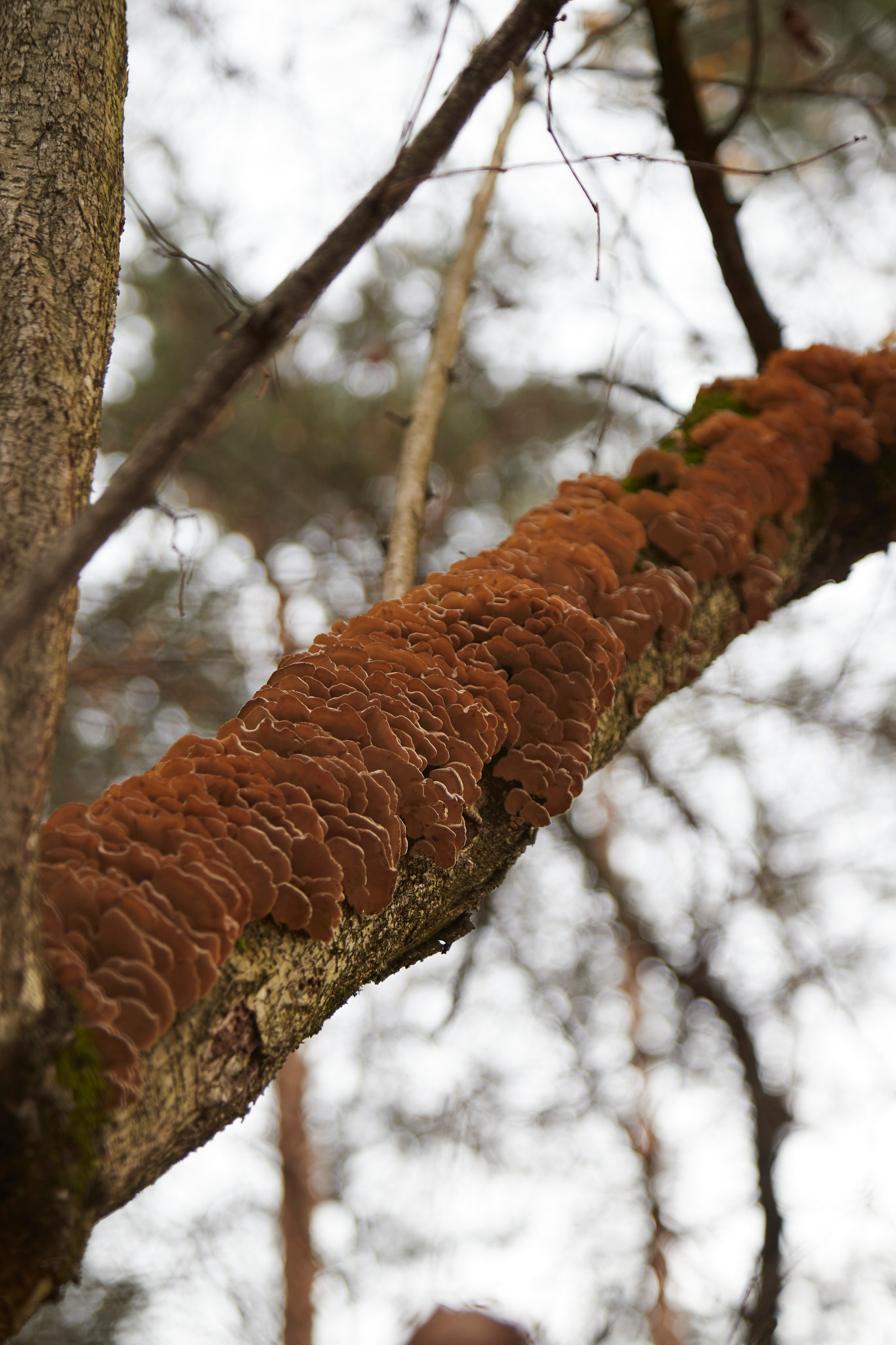 Люблю брать с собой фотоаппарат на прогулки в лесу или на природе. Осенью особое настроение в природе...ну вы знаете.