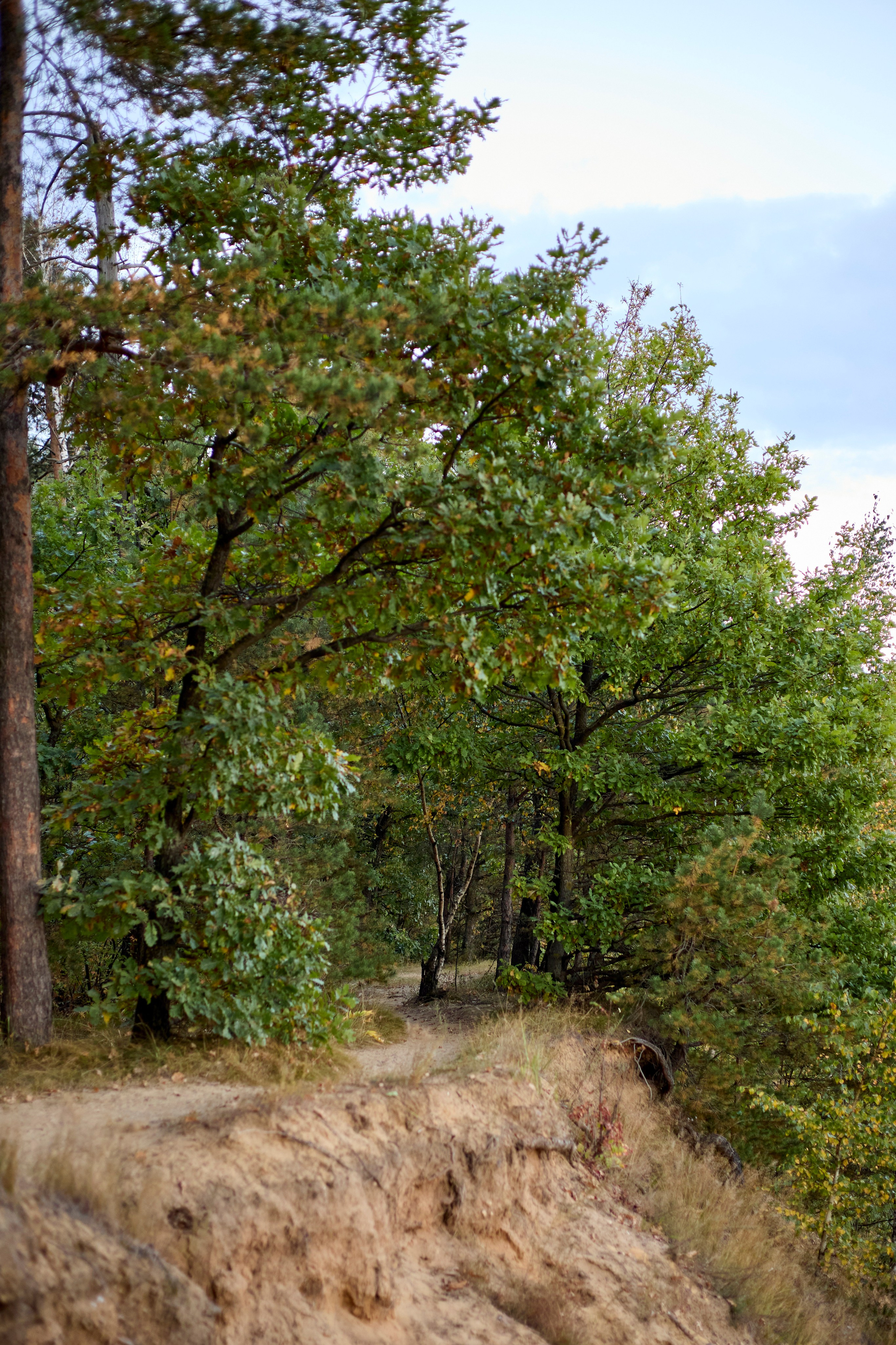 Люблю брать с собой фотоаппарат на прогулки в лесу или на природе. Осенью особое настроение в природе...ну вы знаете.
