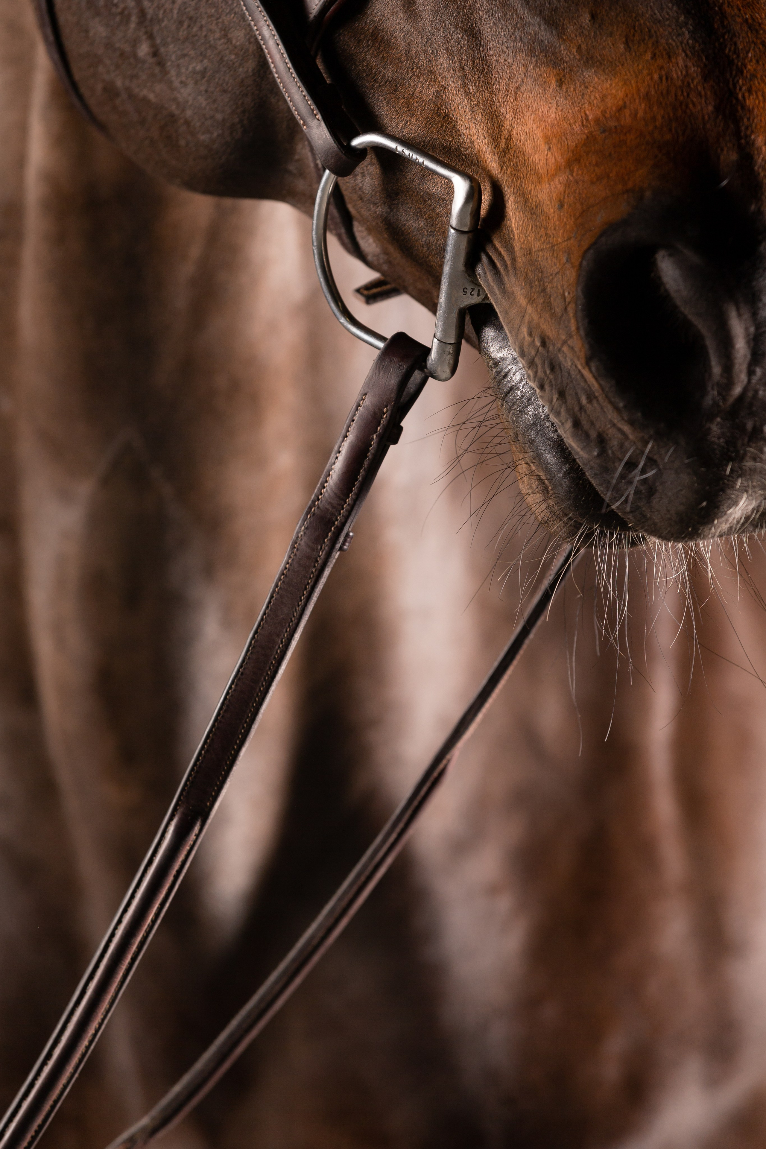 Услуги. KatymartArt — Equine photography