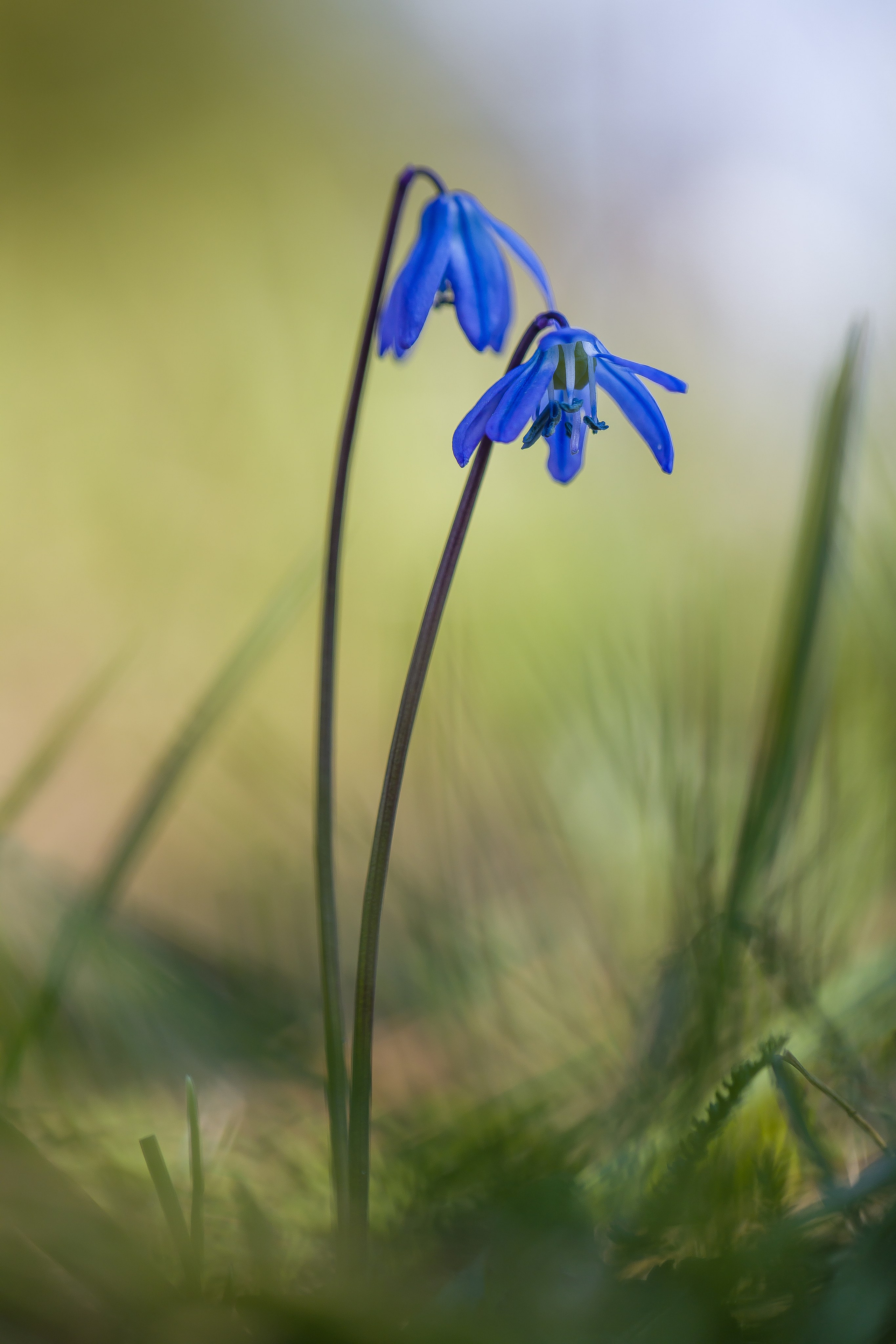 фото цветок природа 