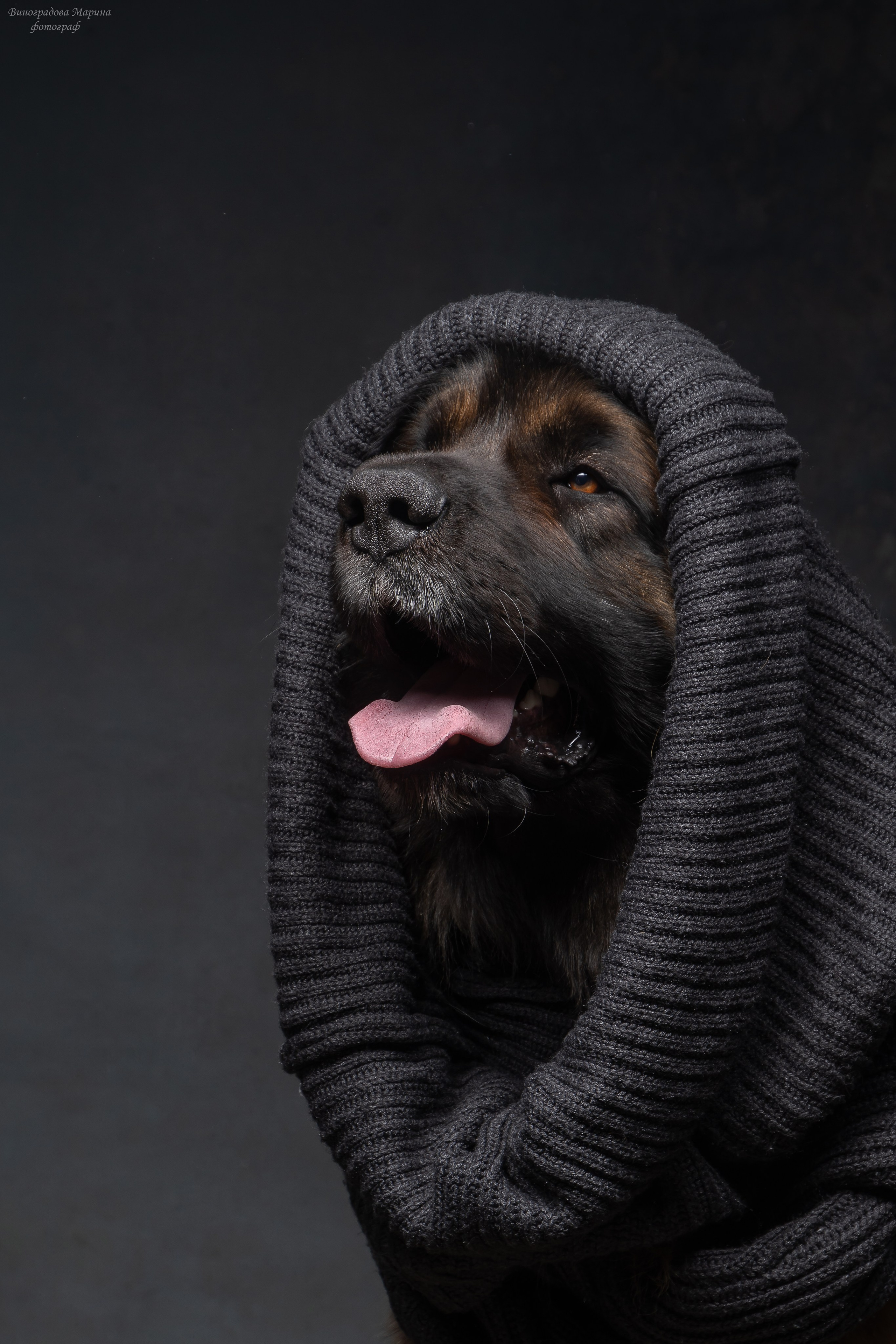Фотограф-анималист Марина Виноградова