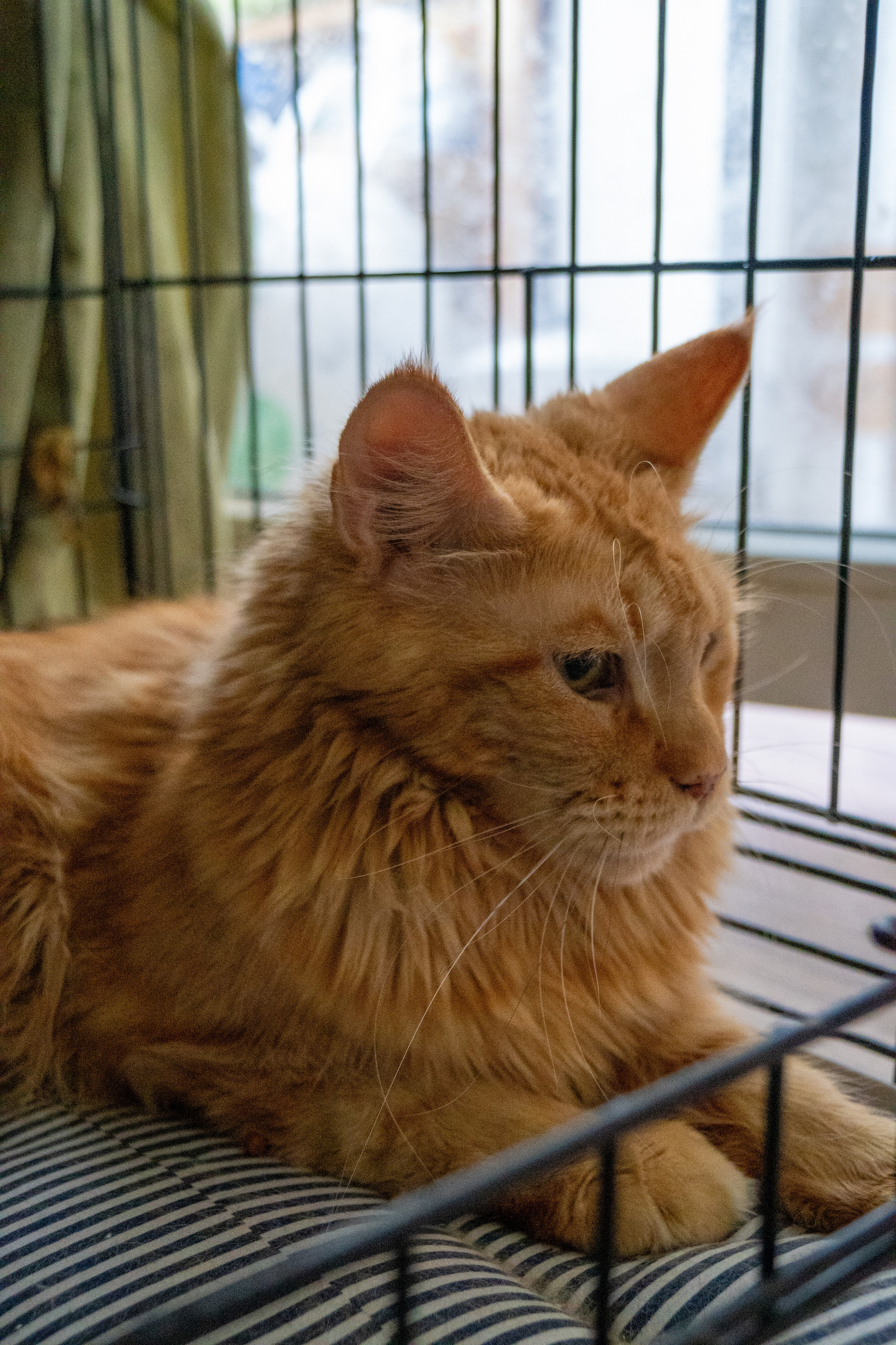 Приют для животных — помогаем вместе. Видеограф, фотограф в Санкт-Петербурге Элеонора Петрова