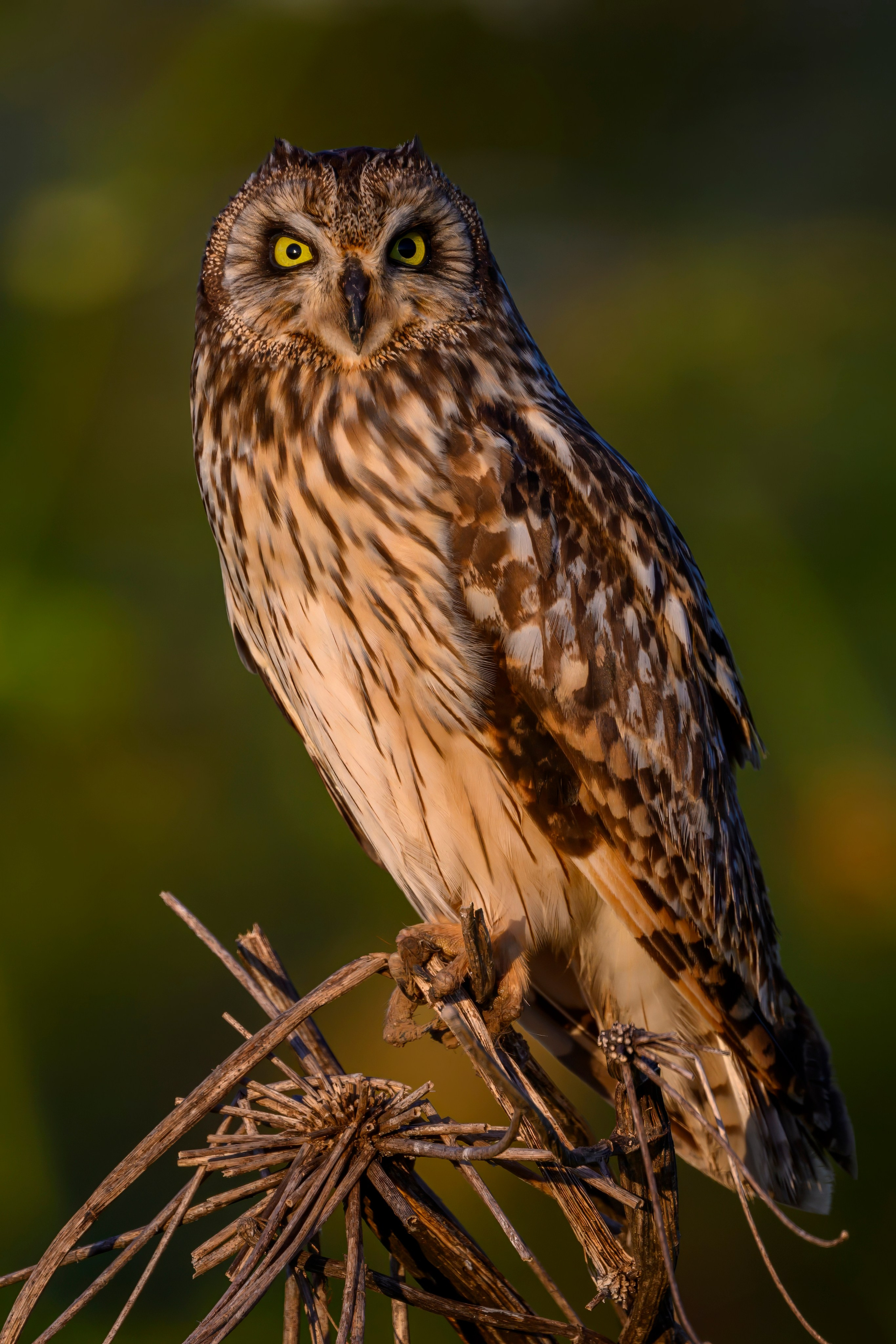 Совы и слетки. Owls and nestlings. Wildlife photography by Sergey Puponin