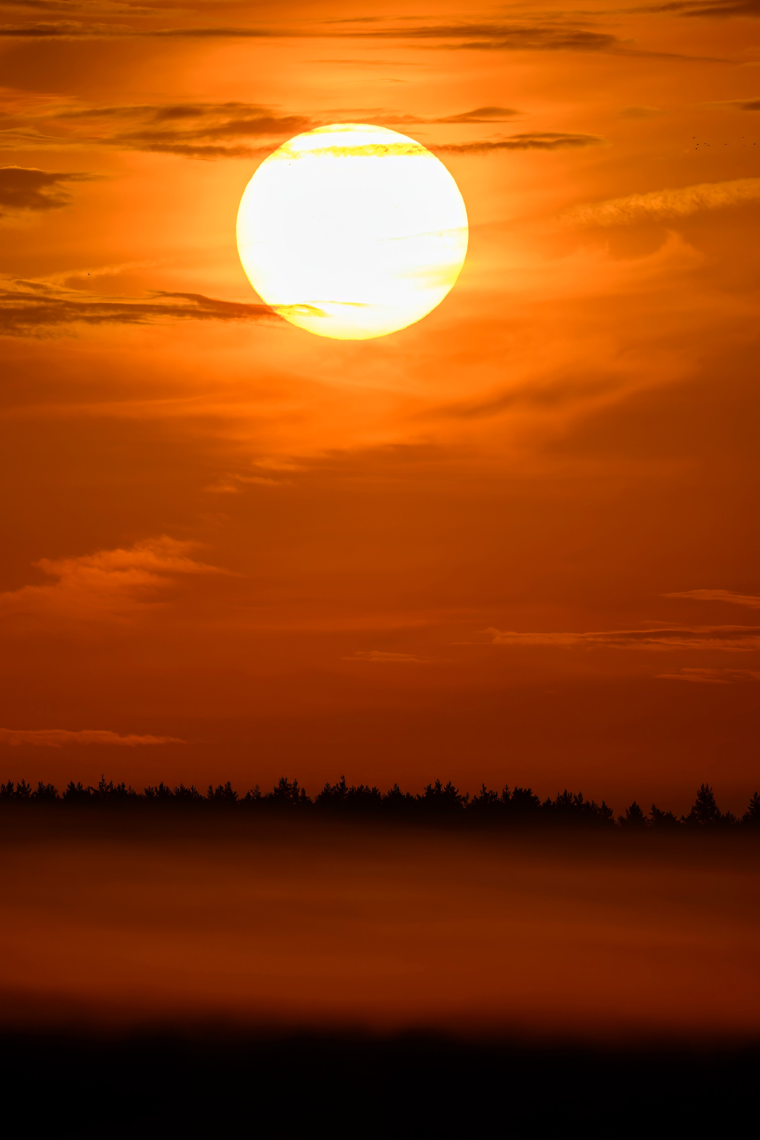 Совы и аисты. Owls and Storks. Wildlife photography by Sergey Puponin