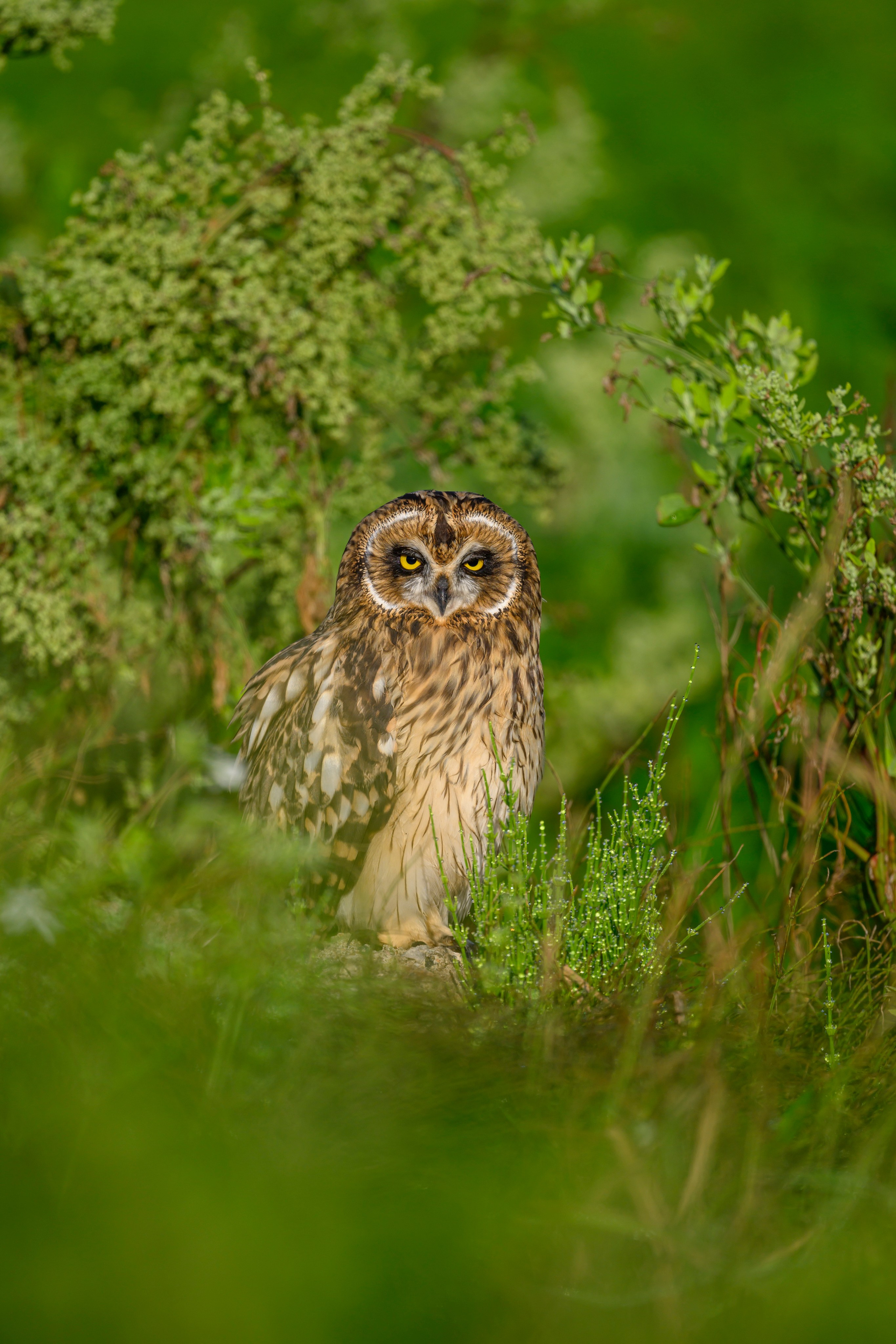 Совята. The owlets. Фотограф Сергей Пупонин