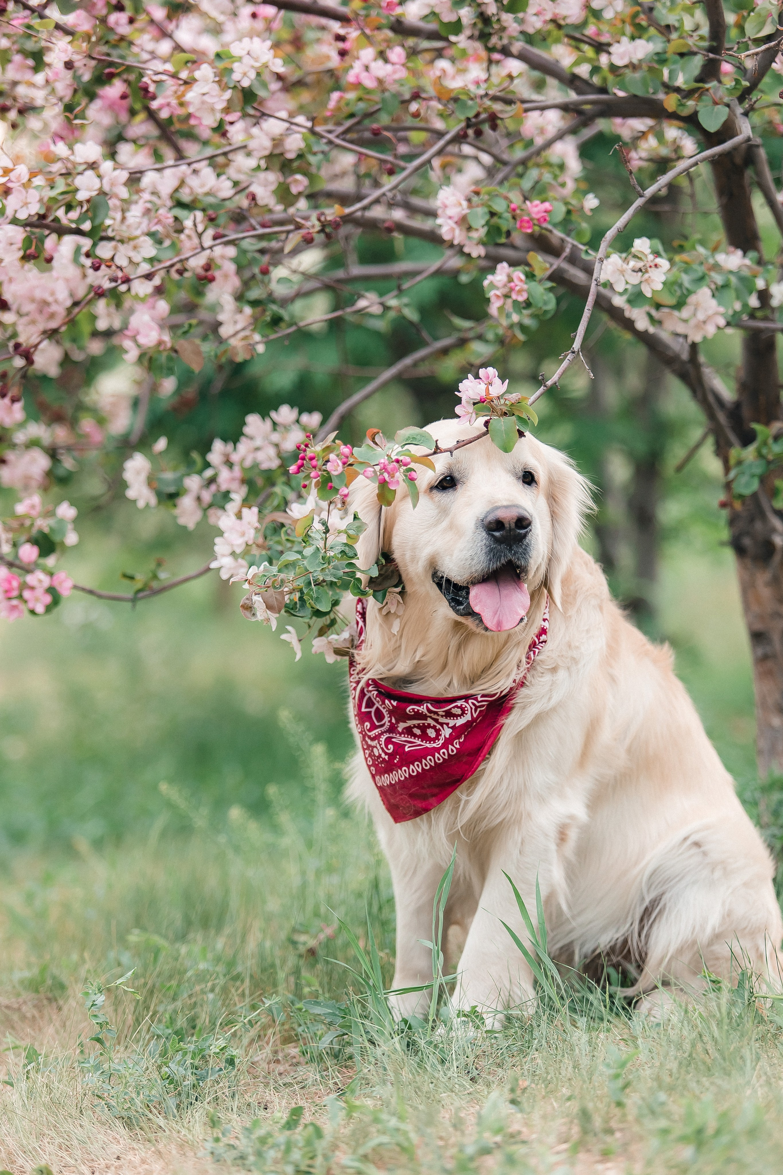 Литера А, др 7.09.2024 Веста х Снежик. Свадебный и женский фотограф