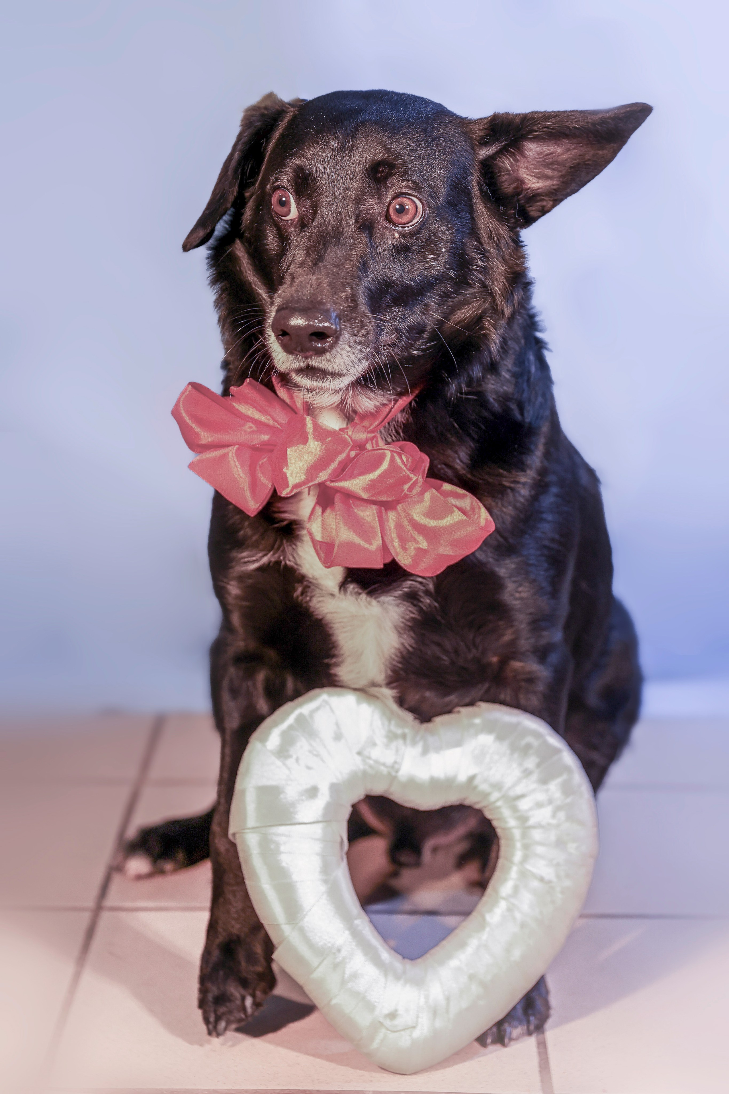 Приют четвероногий АНГЕЛ. Фотограф 📸 семейный, предметный, репортажный