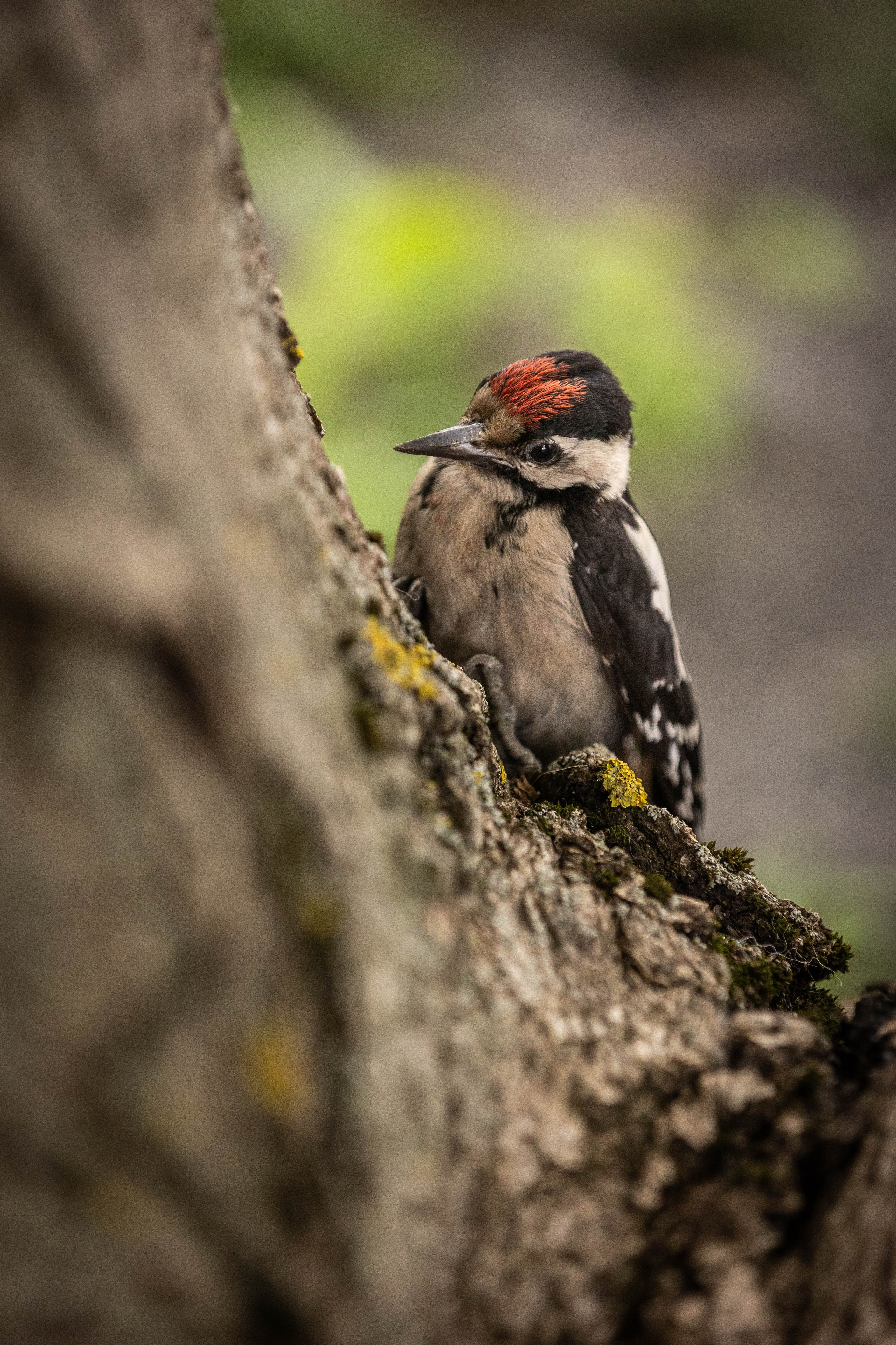 Фотограф-АниМалист Анна Абрамова